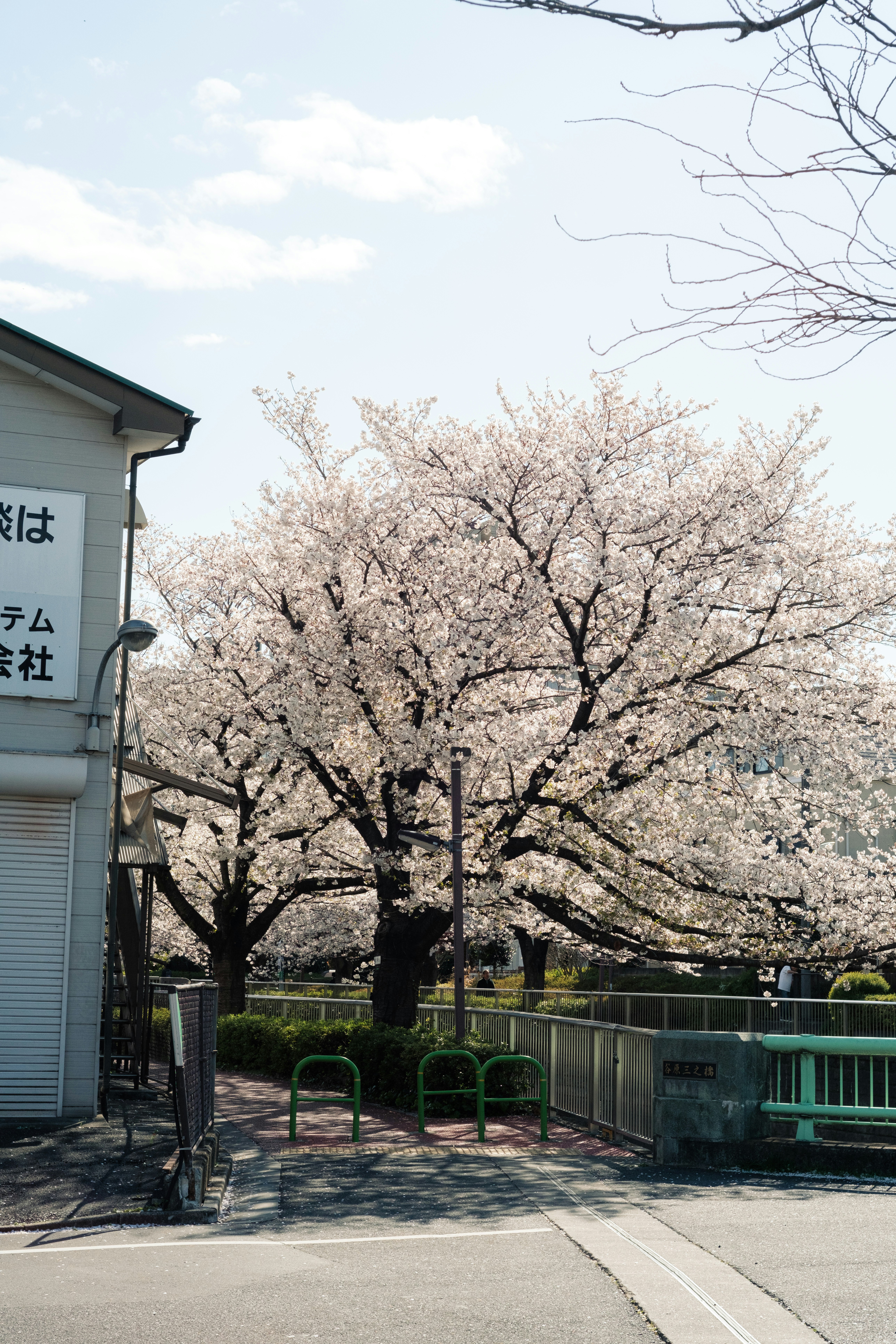 桜並木の下にある小道とフェンスのある通り