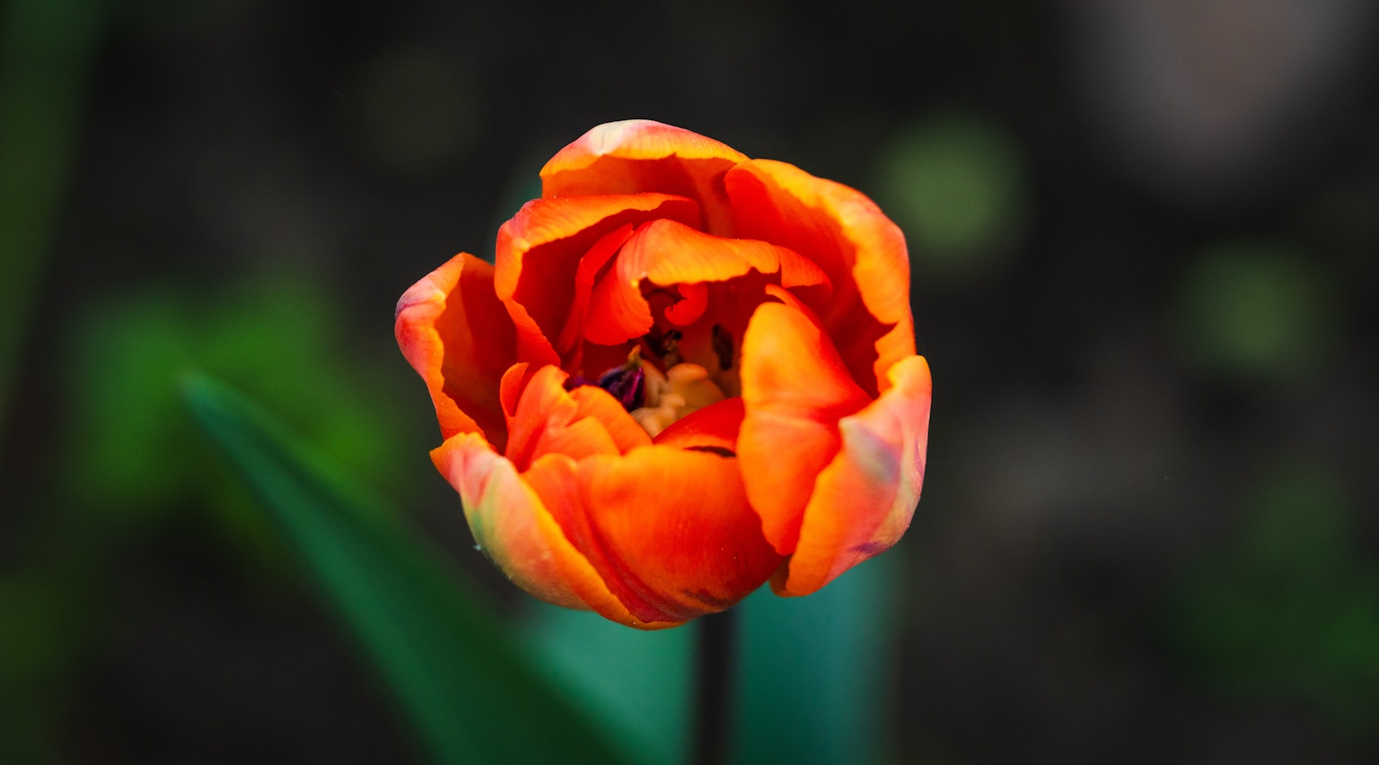 photo-cAwB5qxME5txhxyC1tYp-image
