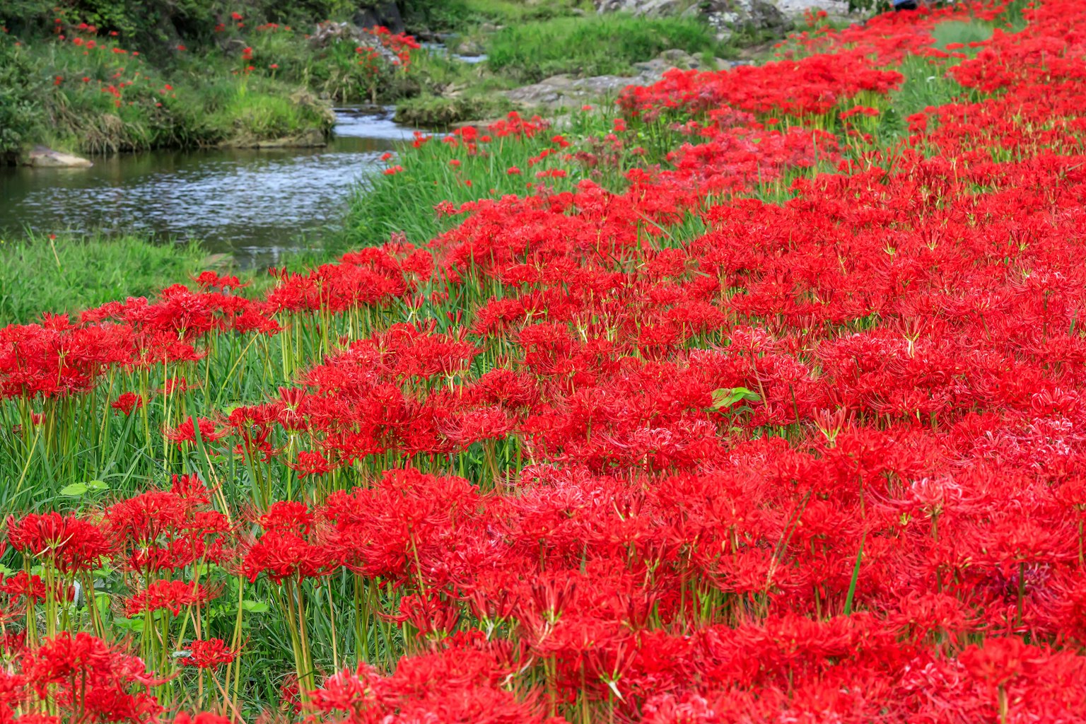 Fiori di giglio rosso vivace che sbocciano lungo un fiume