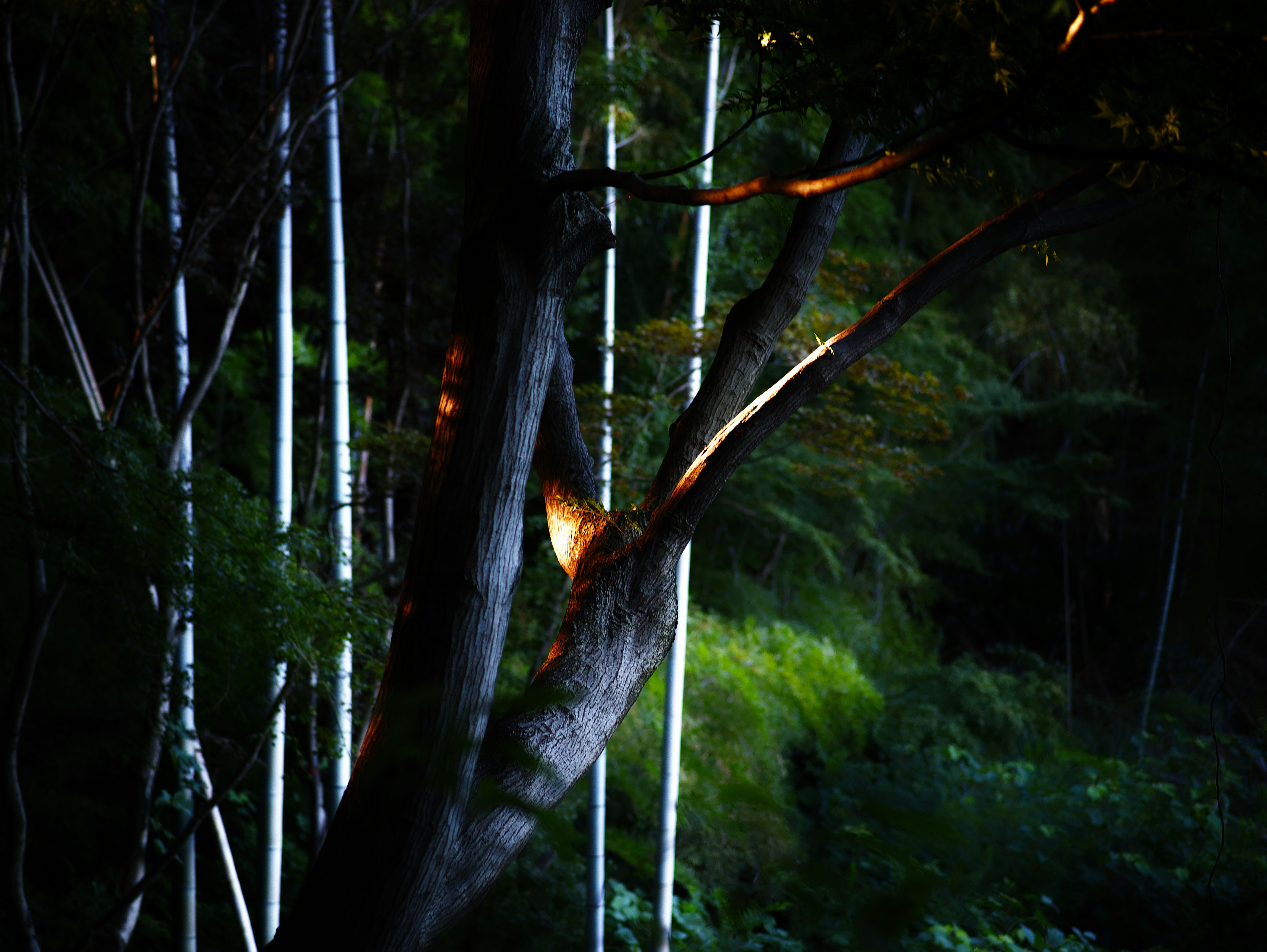 竹林の木々と夜の光が差す自然の風景