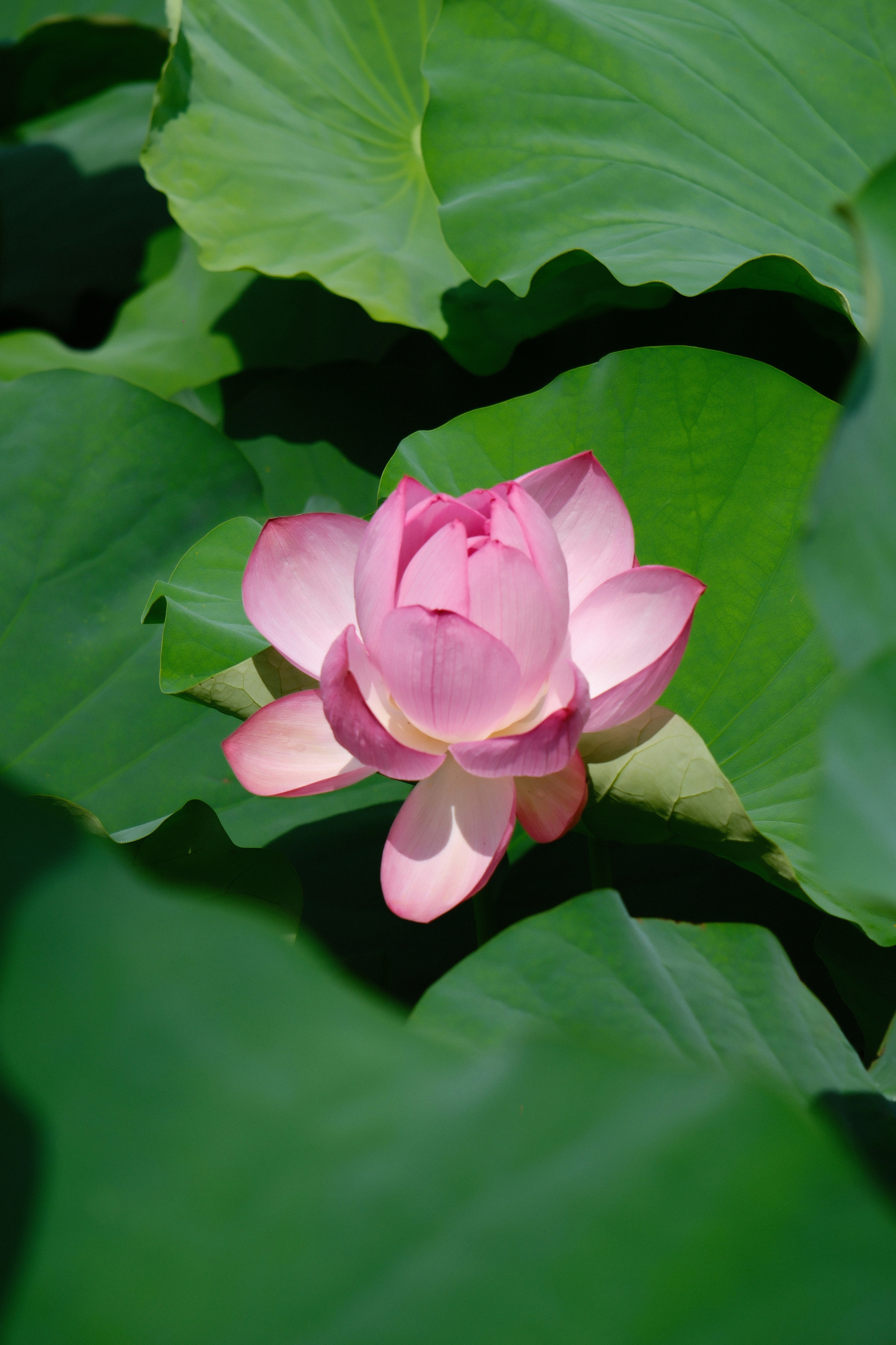 ดอกบัวสีชมพูและใบในแสงยามเช้า