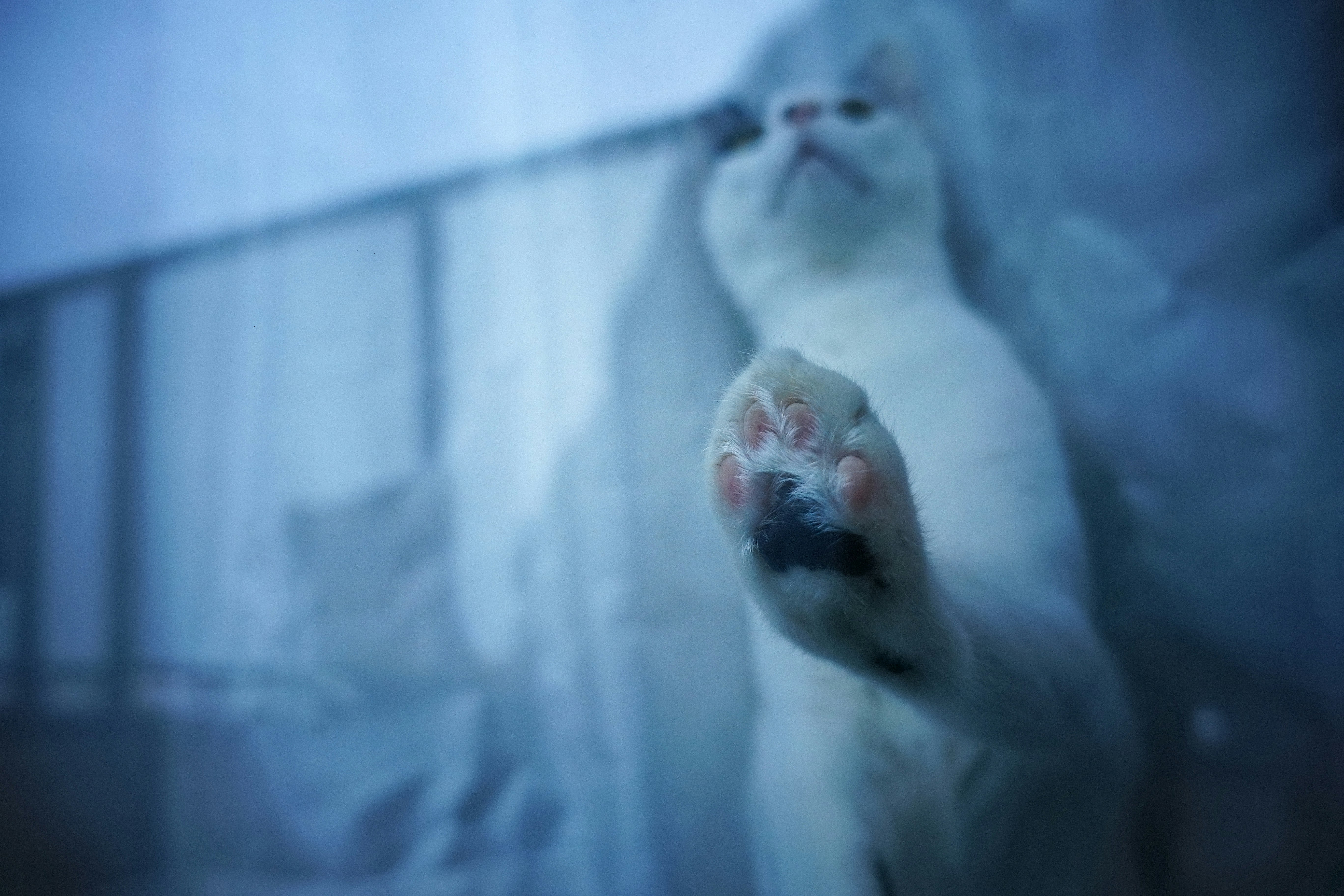 ガラス越しに見える猫の親子