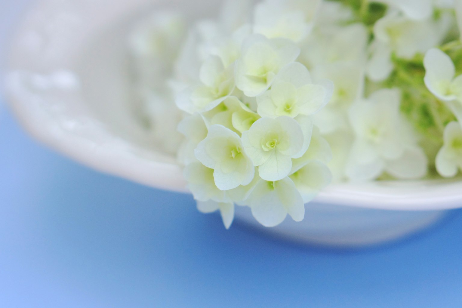 White flowers arranged in a bowl on a blue background