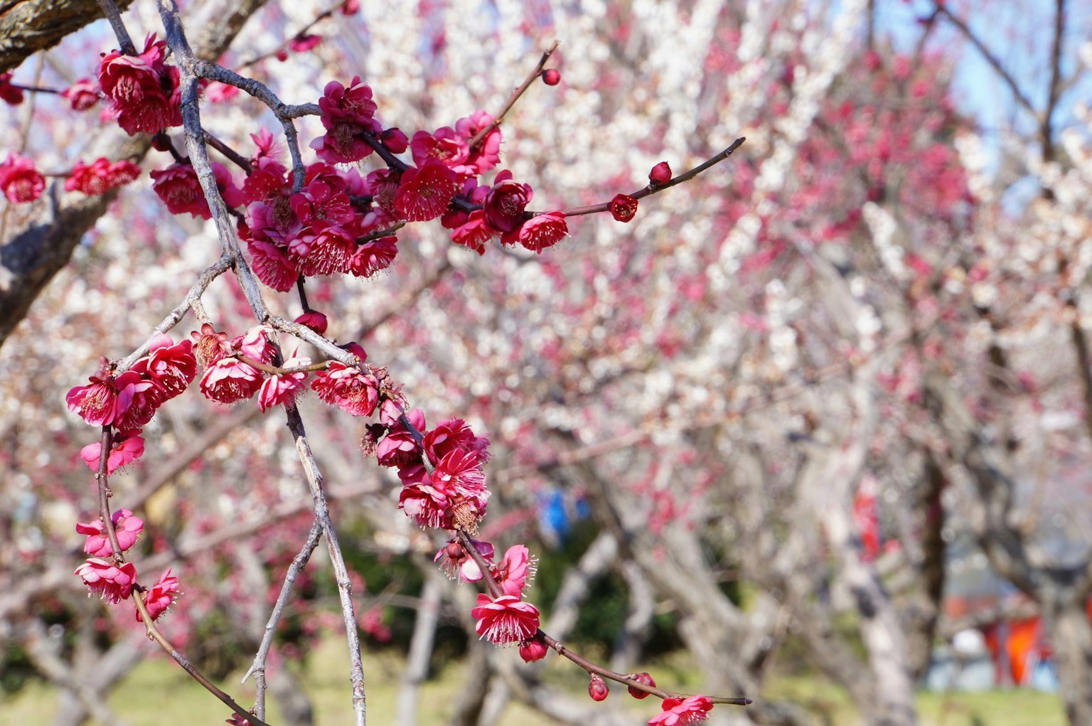 Fiori di prugno vibranti in un paesaggio pittoresco