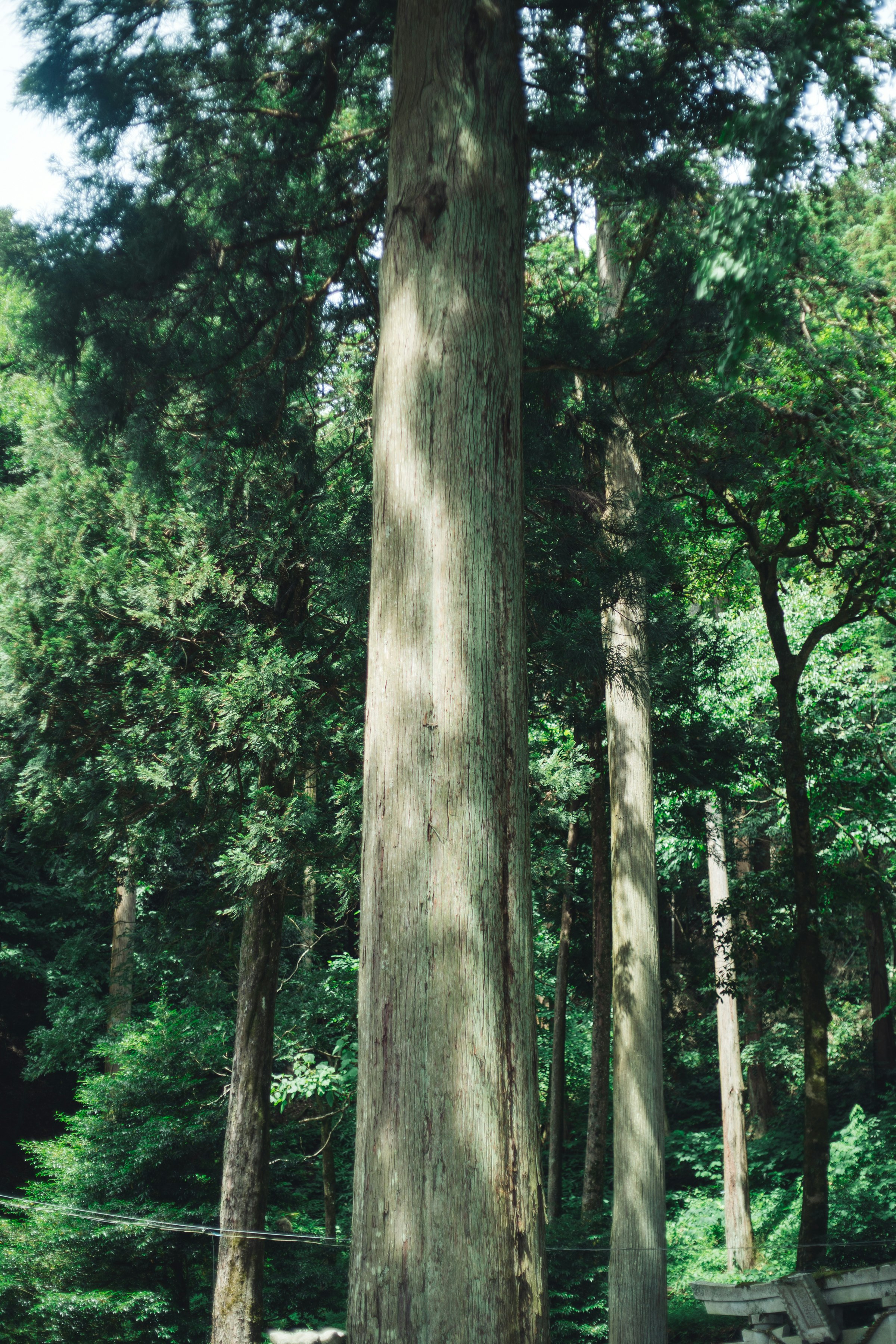 large tree trunks in a forest