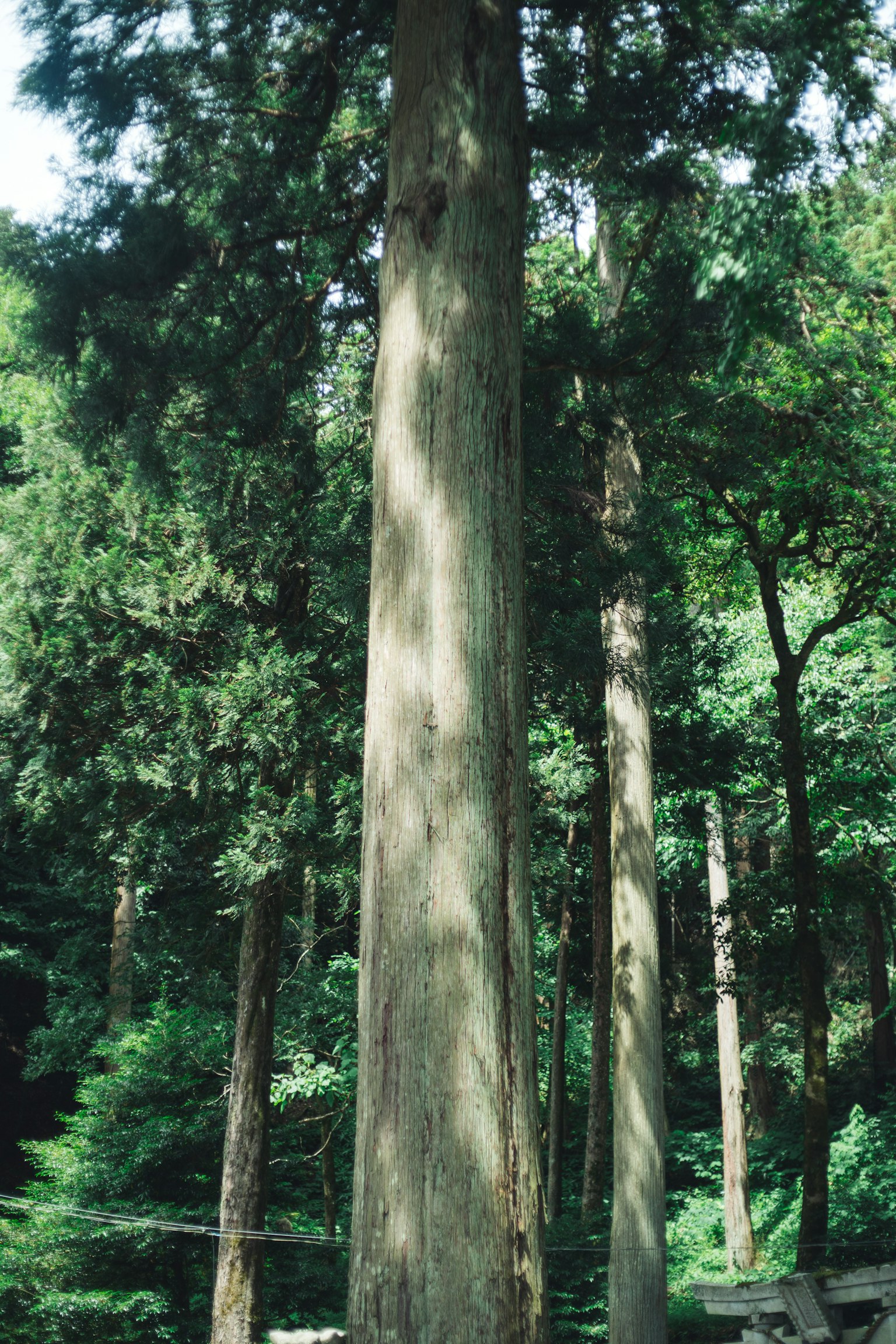 Tall trees standing in a lush green forest