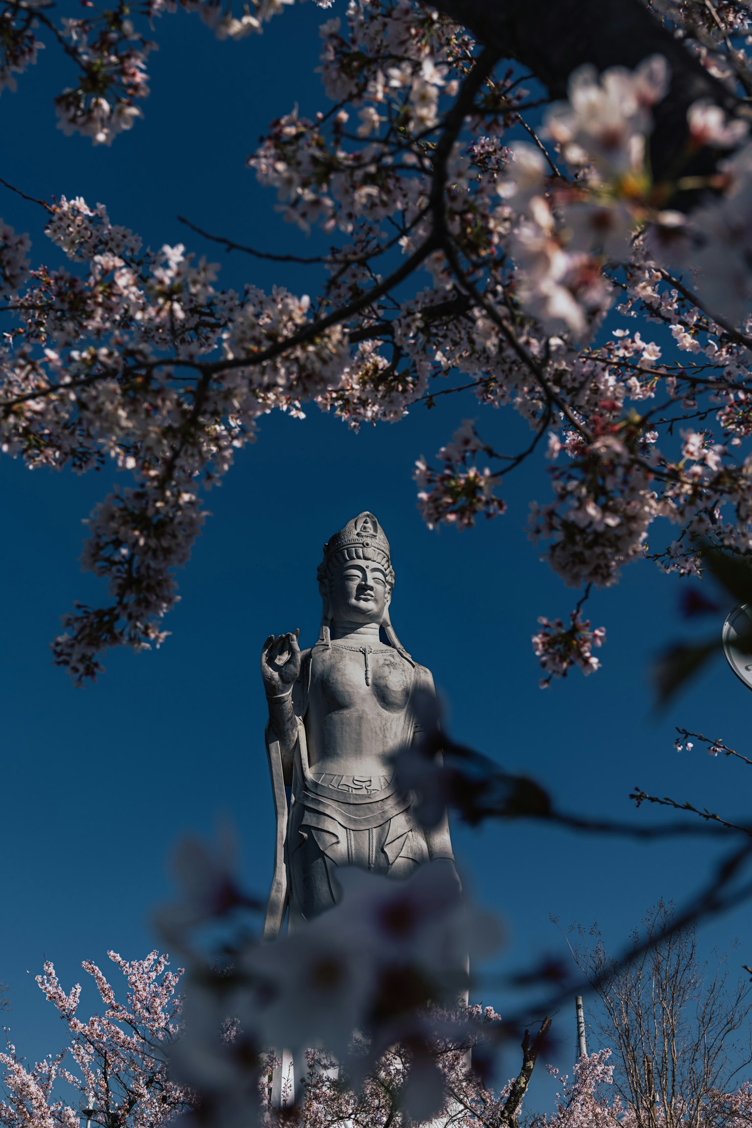 Buddha-Statue durch Kirschblüten vor blauem Himmel sichtbar