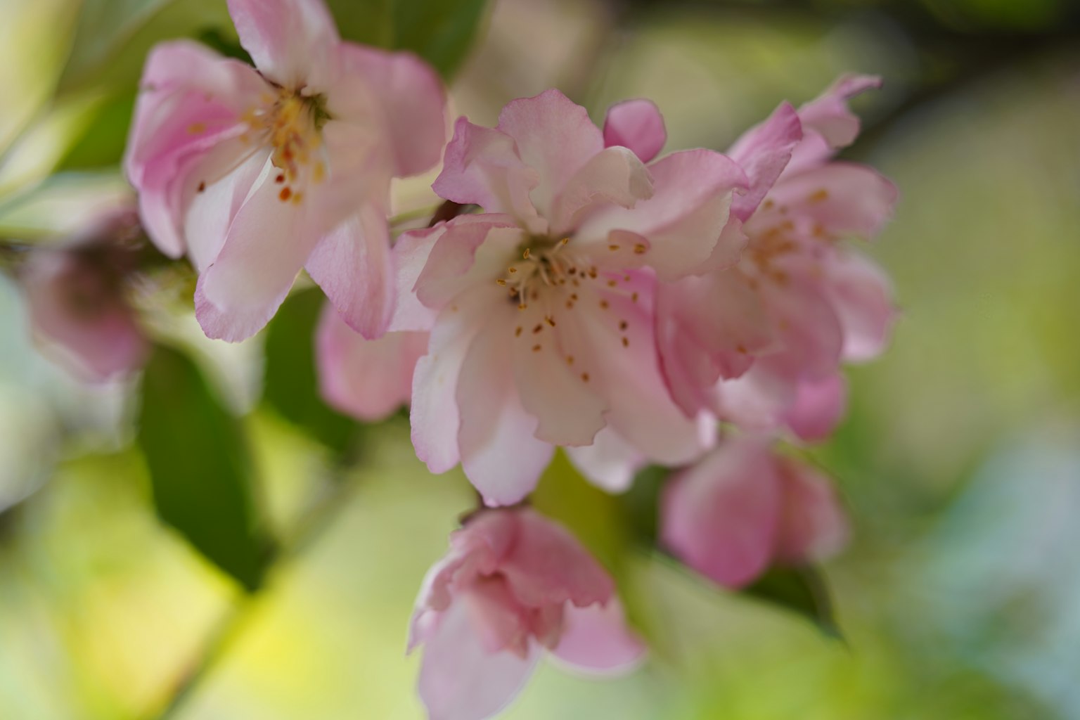 Primo piano di delicati fiori rosa su un ramo d'albero