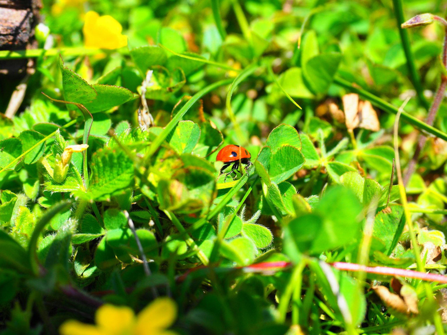 Un coccinella rossa che riposa tra l'erba verde e i fiori gialli