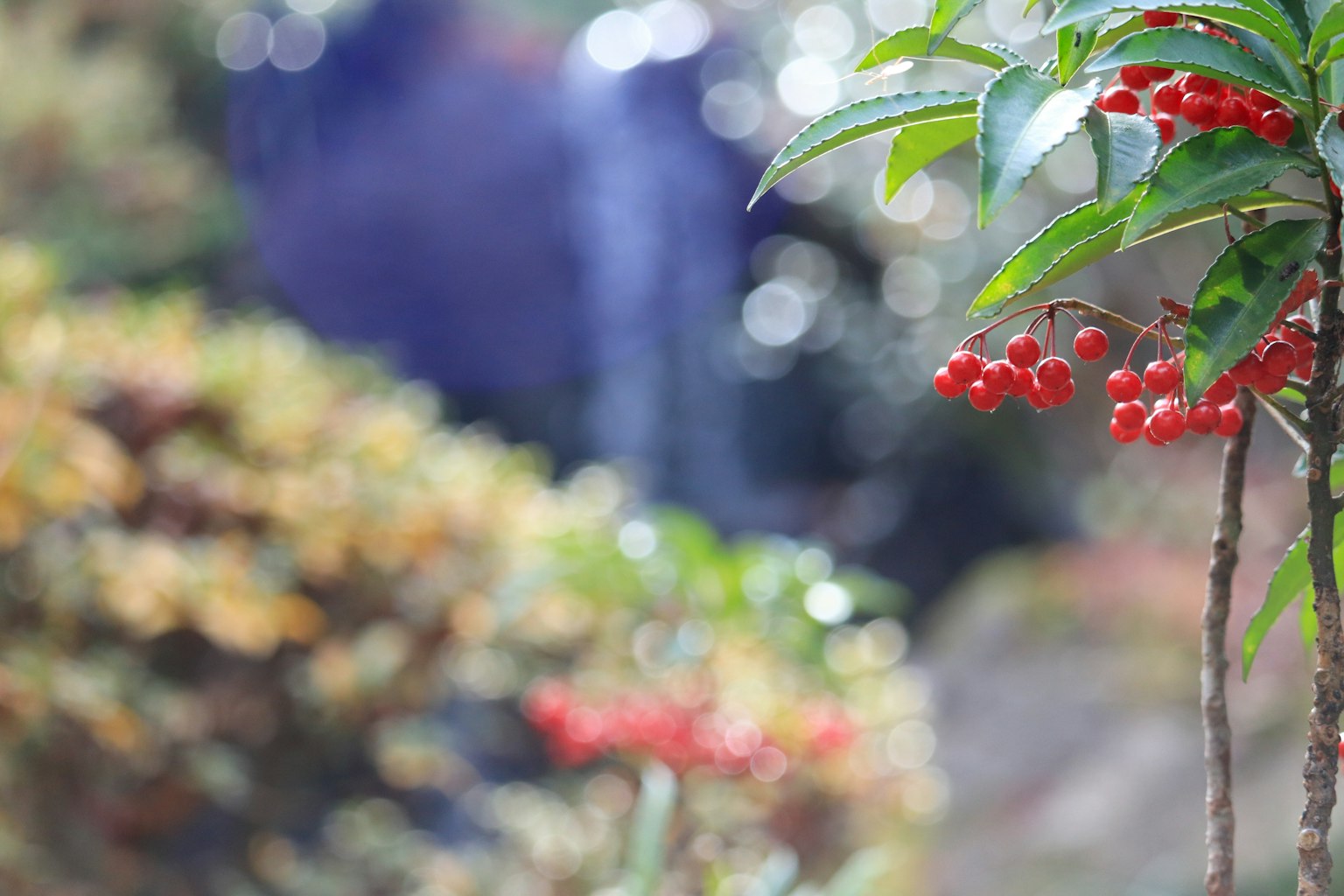 Pflanze mit leuchtend roten Beeren im Vordergrund und unscharfen Figuren im Hintergrund