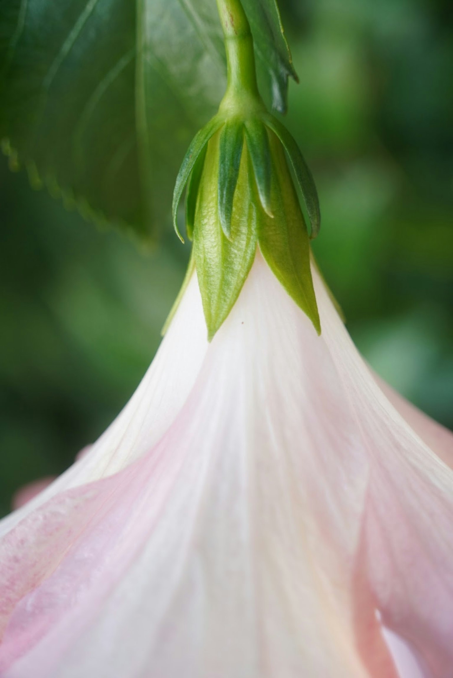 Nahaufnahme einer Blume mit sanften rosa Blütenblättern und grünen Blättern