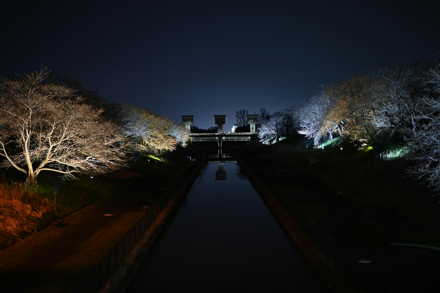 Illuminated cherry blossom trees and a serene pond in a night park