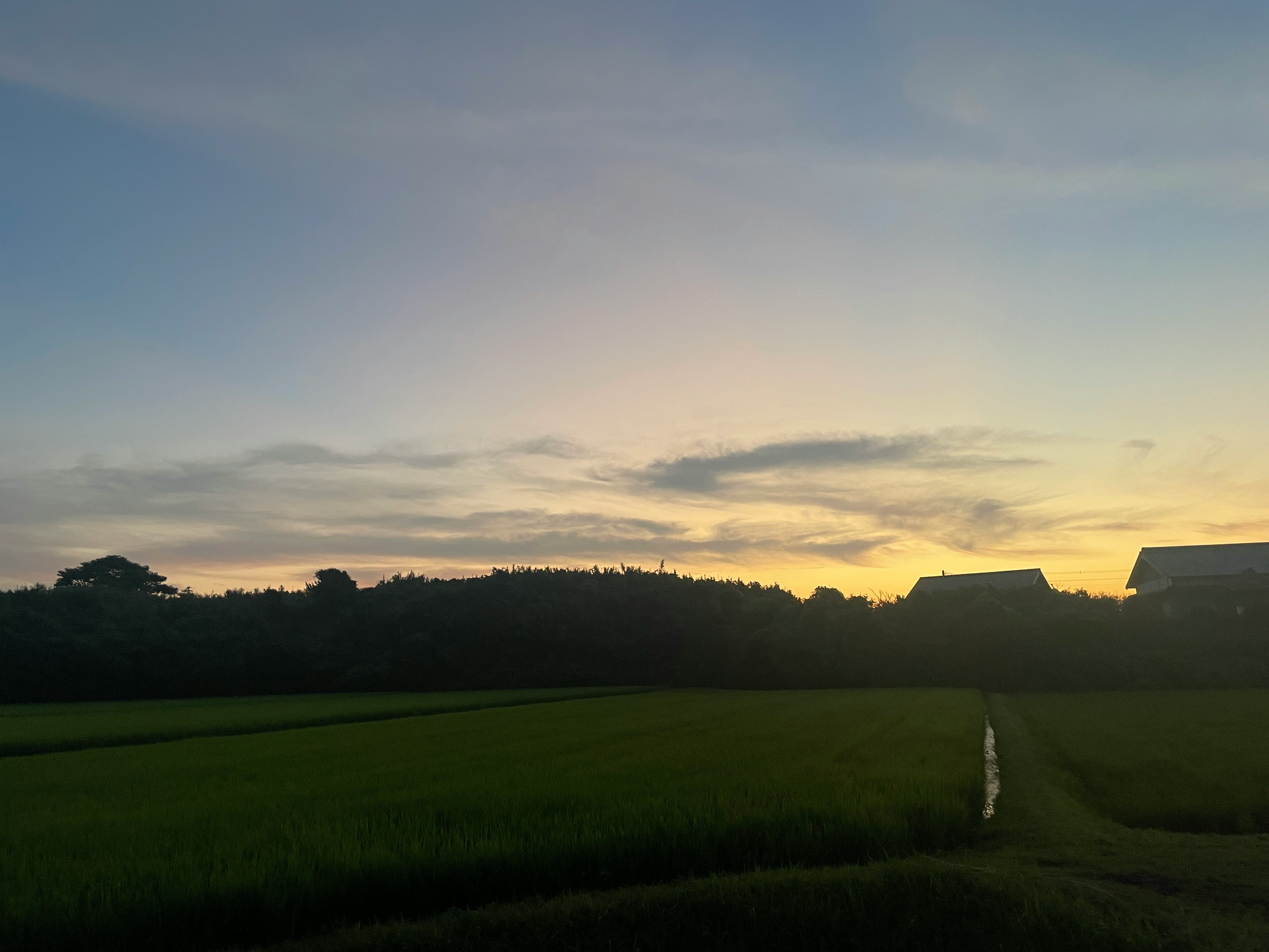 夕暮れ時の田んぼと畦道の風景
