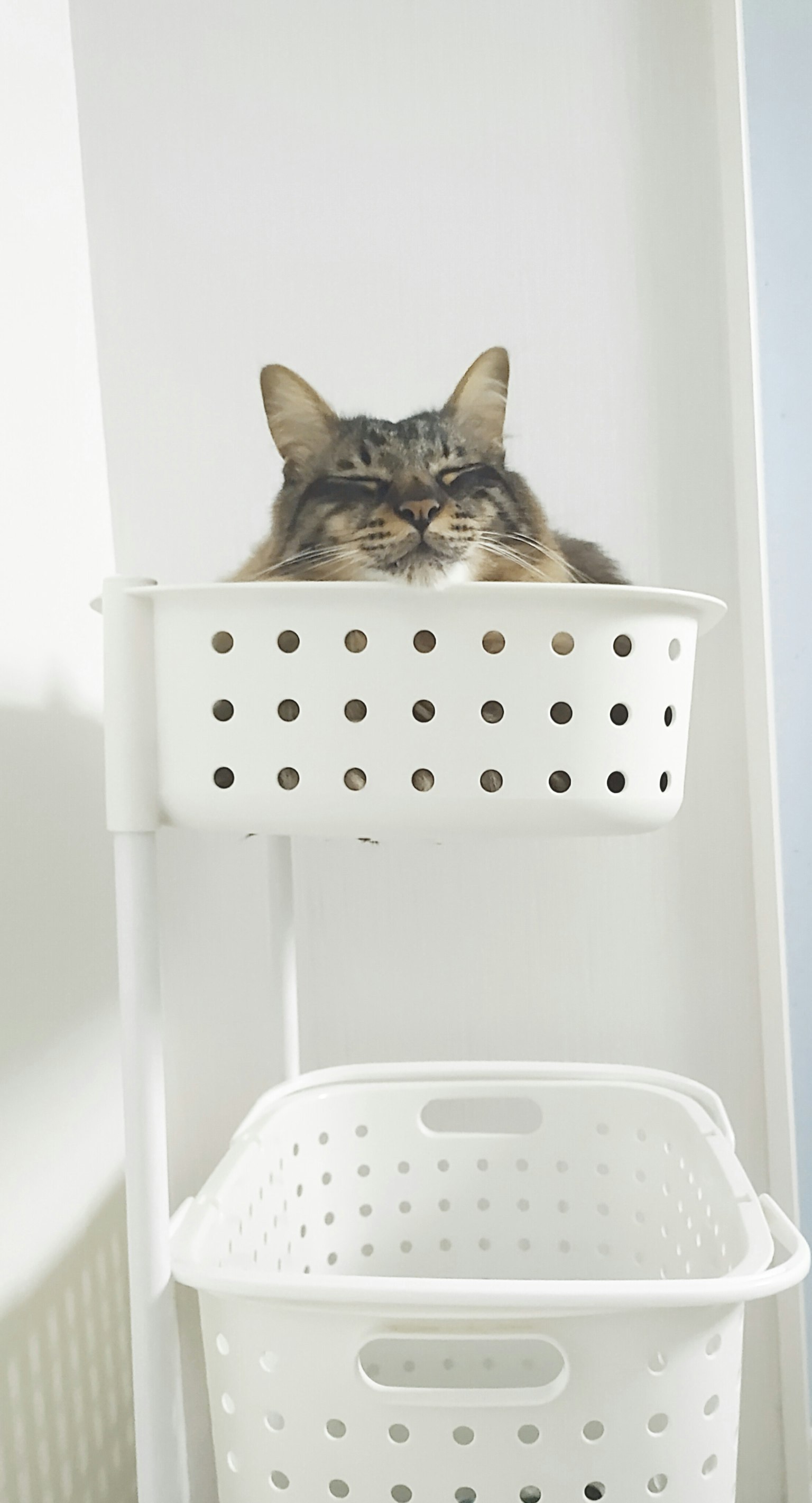 白いかごの上に座っている猫の顔が見える