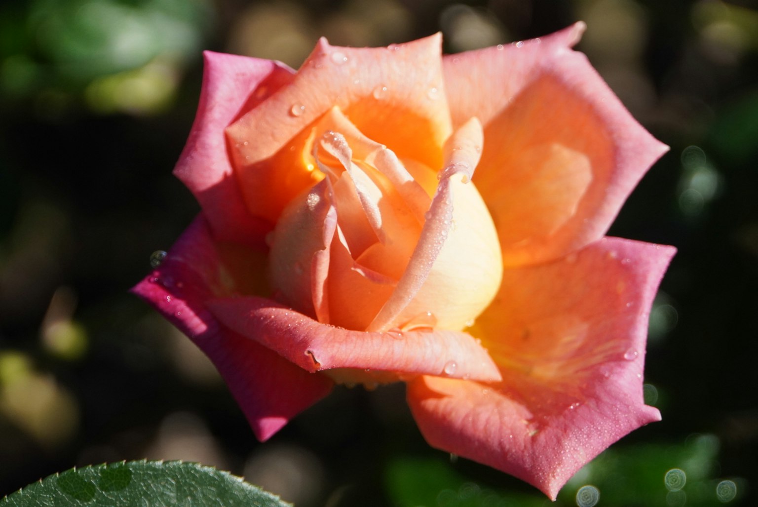 photo-cCX8qOyGY45t0PSnmse1-image