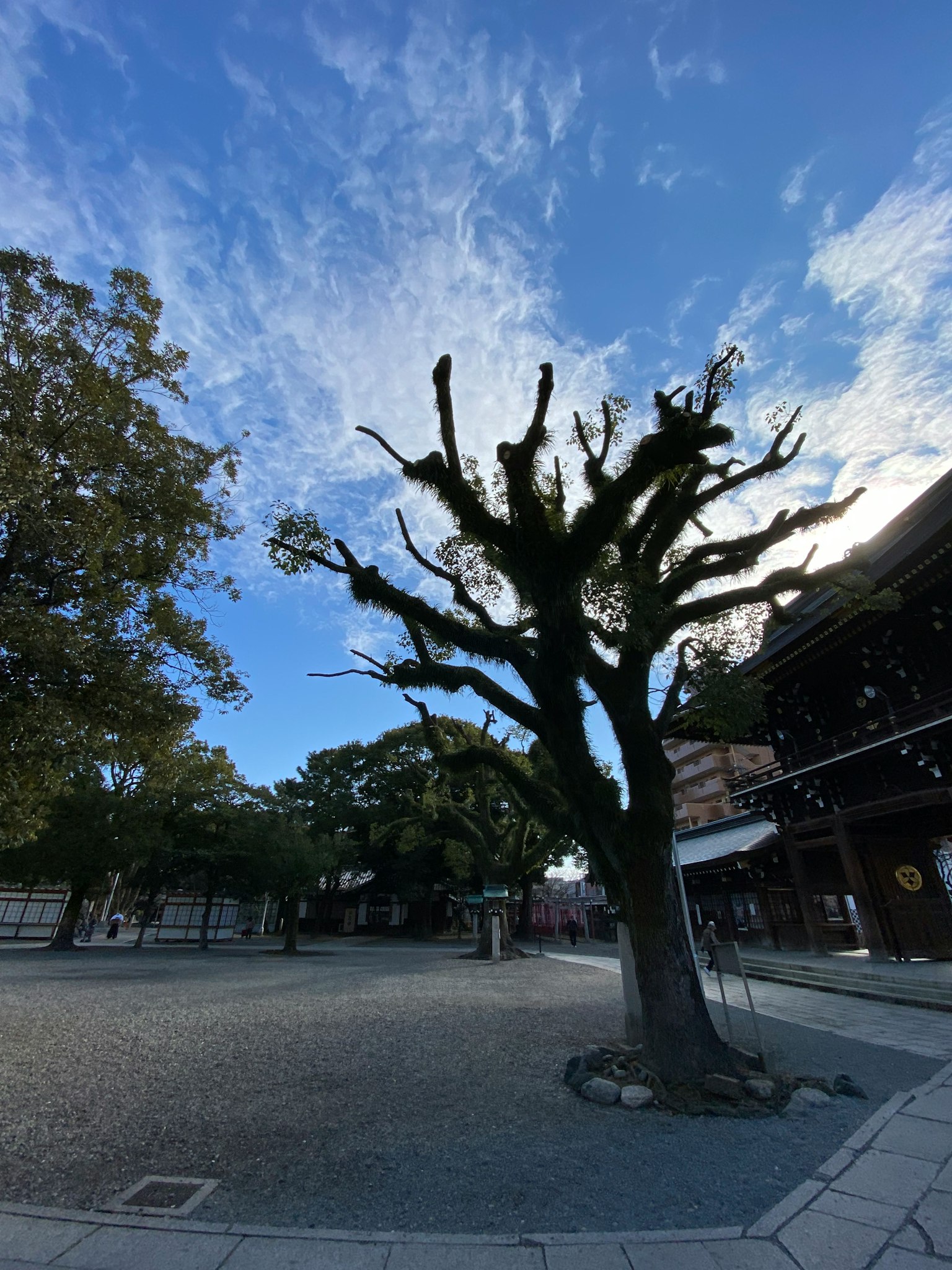 Un cortile di santuario con un albero antico in controluce contro un cielo blu