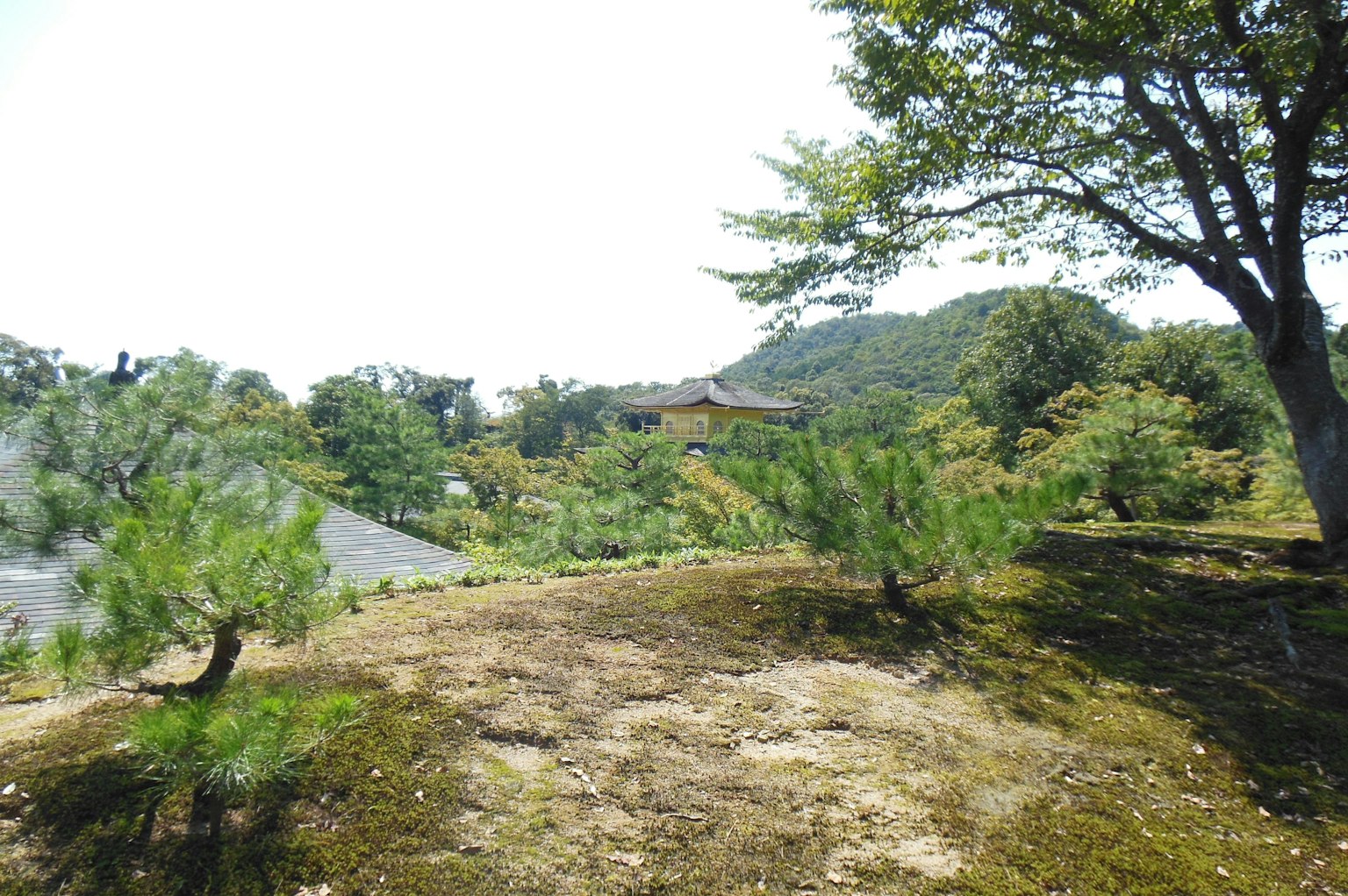 郁郁葱葱的景观，散落着松树和遥远的山丘