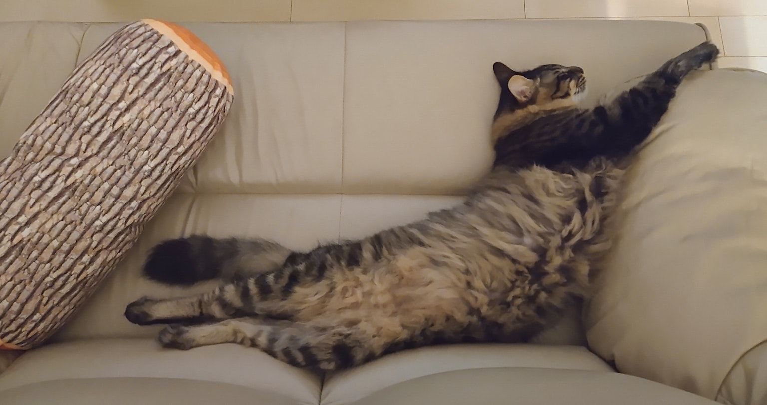Un gato marrón estirándose en un sofá junto a un cojín en forma de tronco