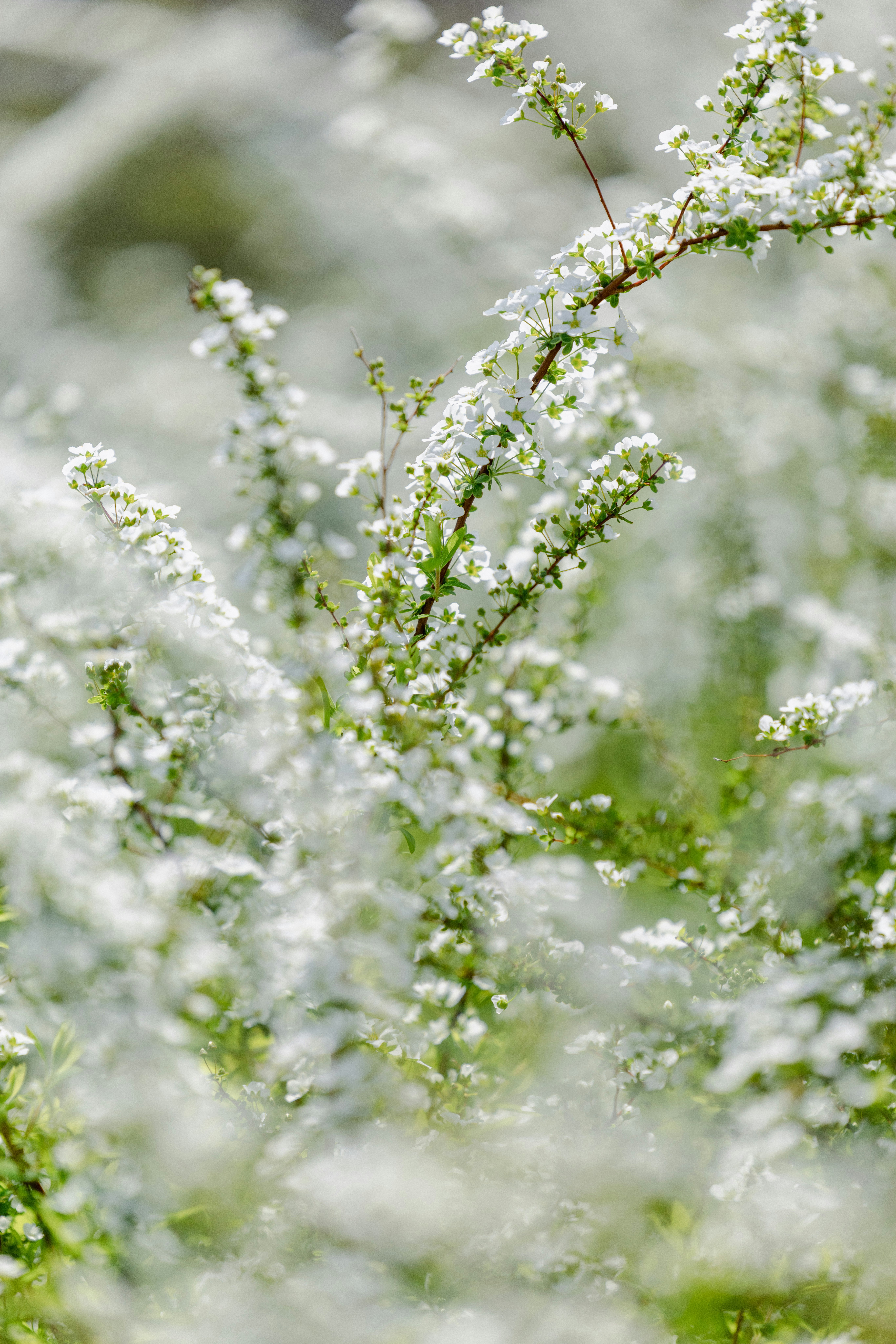 雪柳の白い花が群生する春の枝先
