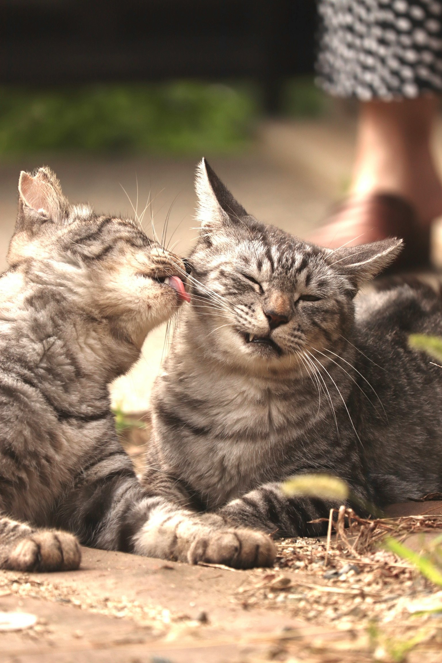 Deux chats se toilettant affectueusement dans un cadre extérieur confortable
