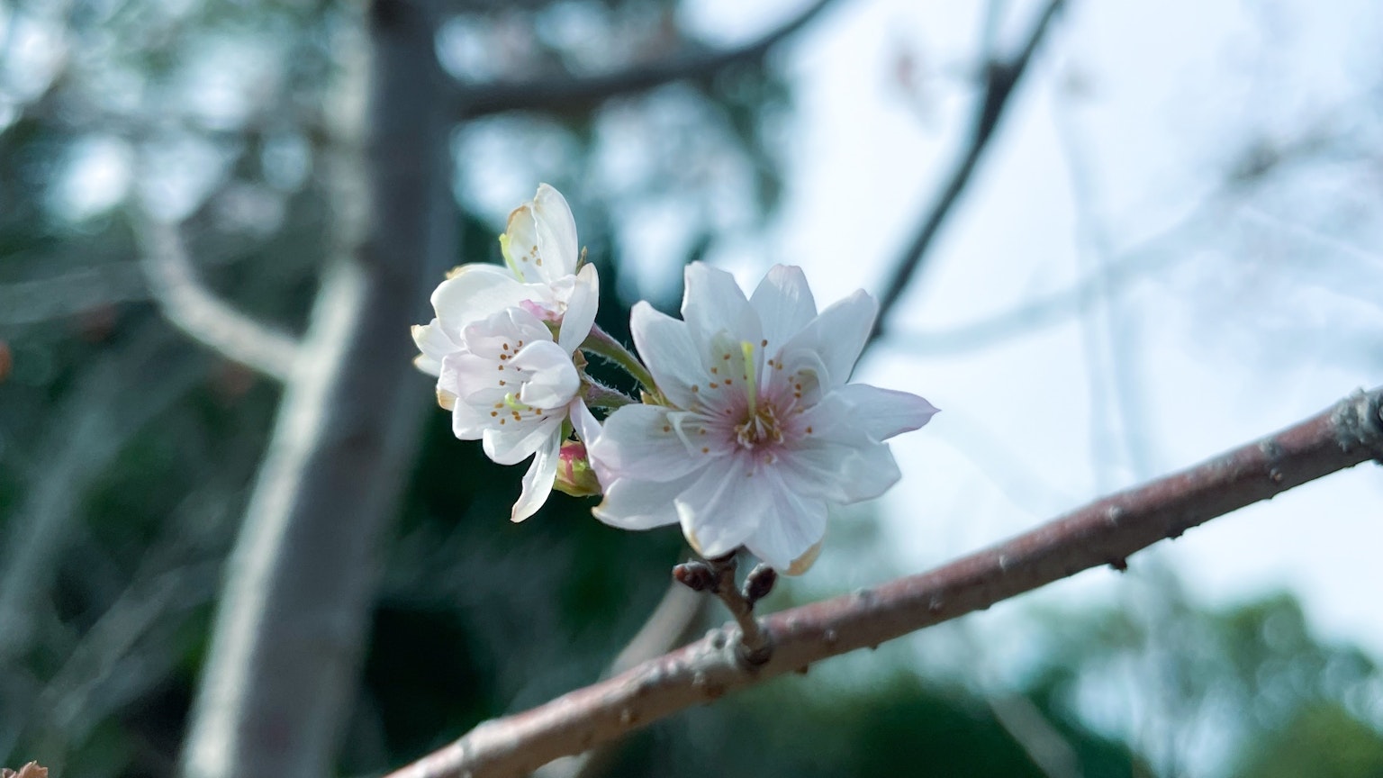 Primo piano di fiori di ciliegio su un ramo