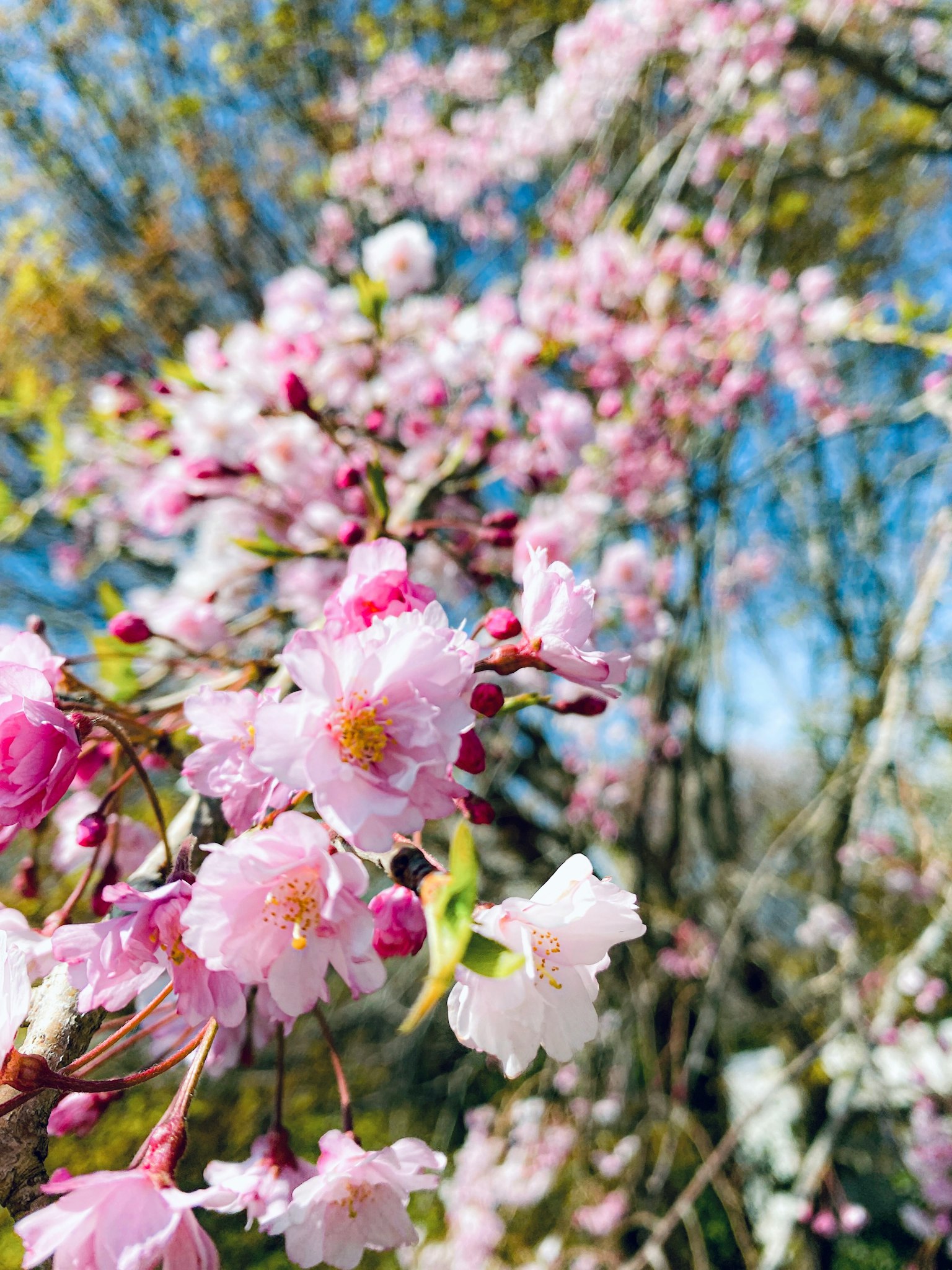 Close-up of cherry blossom flowers on a tree against a blue sky