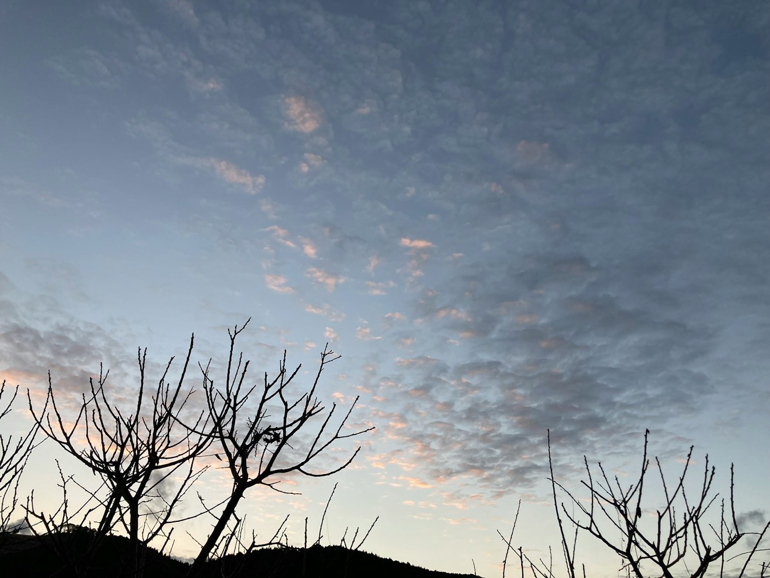 Langit musim dingin dengan siluet pohon telanjang