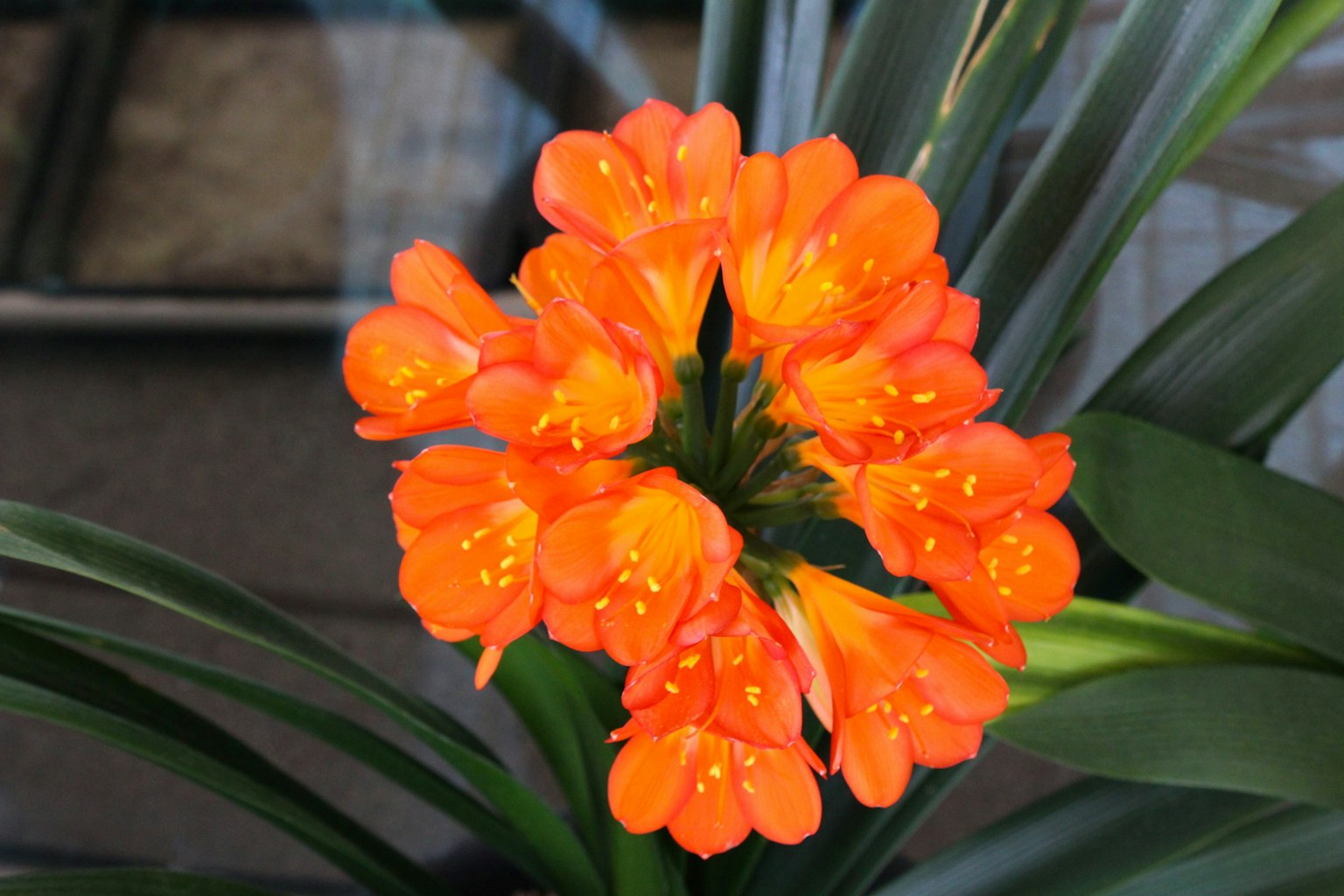 Sekelompok bunga Clivia oranye cerah yang sedang mekar