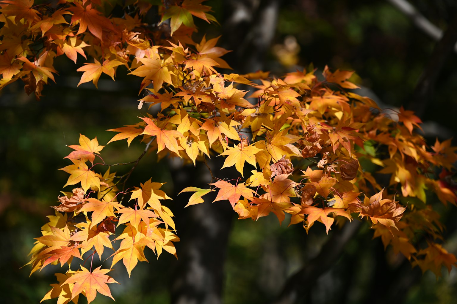 Gros plan sur des feuilles d'érable aux couleurs vives d'automne