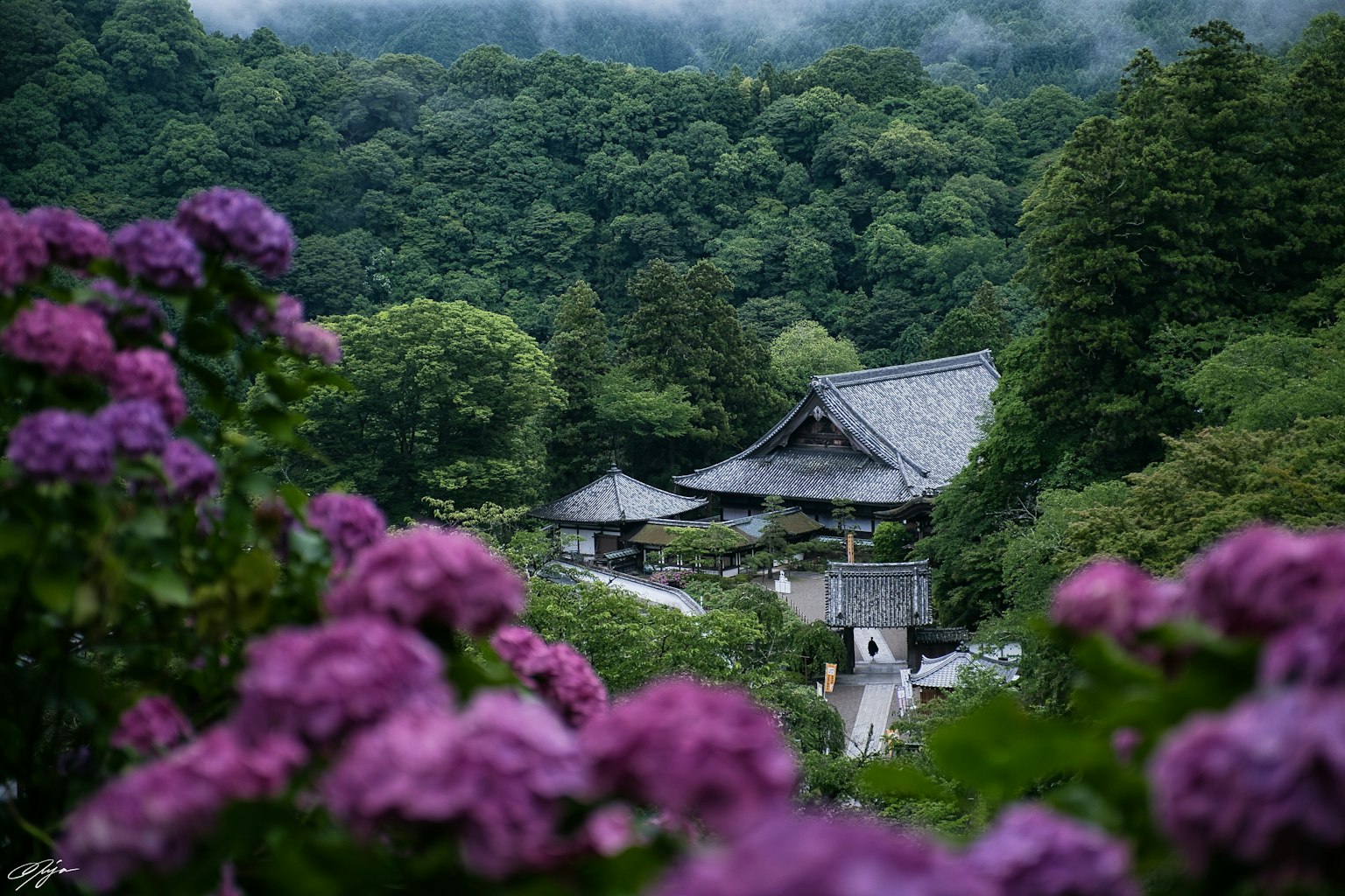 Une vue pittoresque d'un temple entouré de verdure luxuriante et de fleurs violettes en fleurs