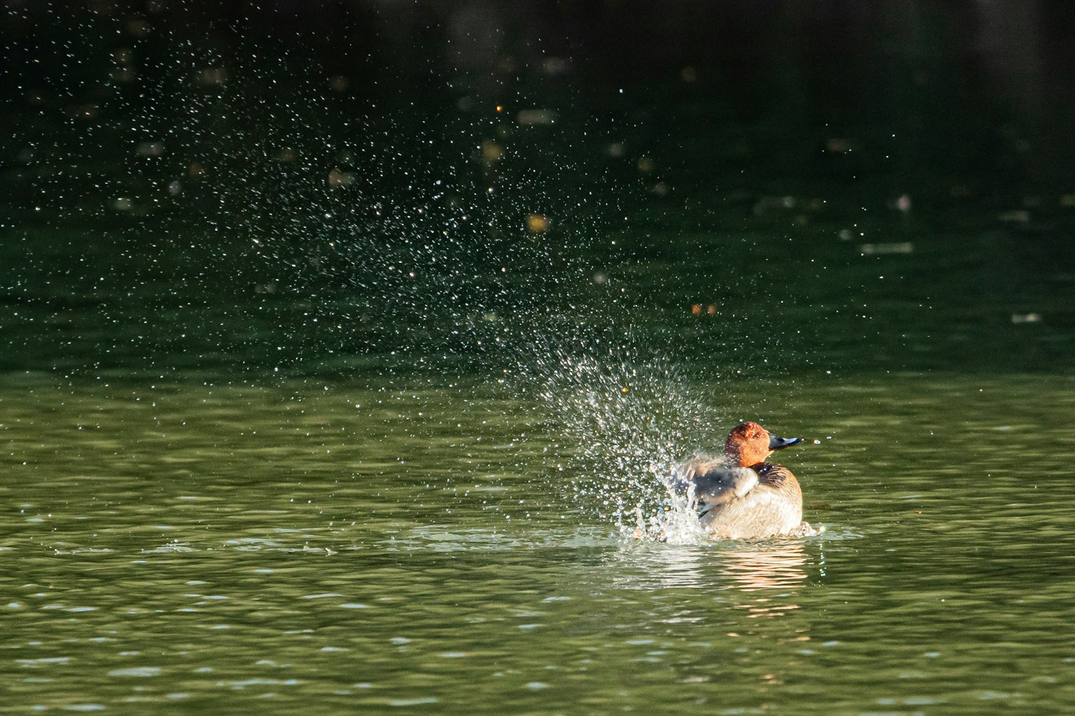 Uccello che scuote l'acqua dalle sue piume sulla superficie di un lago