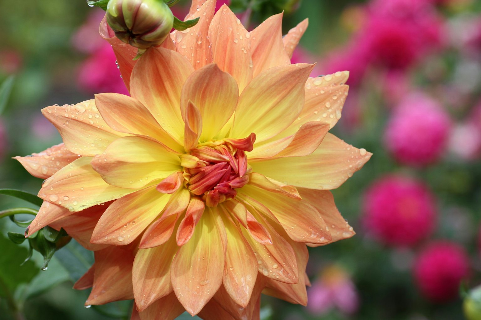 ดอกดาเลียที่สวยงามมีกลีบสีส้มและสีเหลืองล้อมรอบด้วยดอกไม้สีชมพู