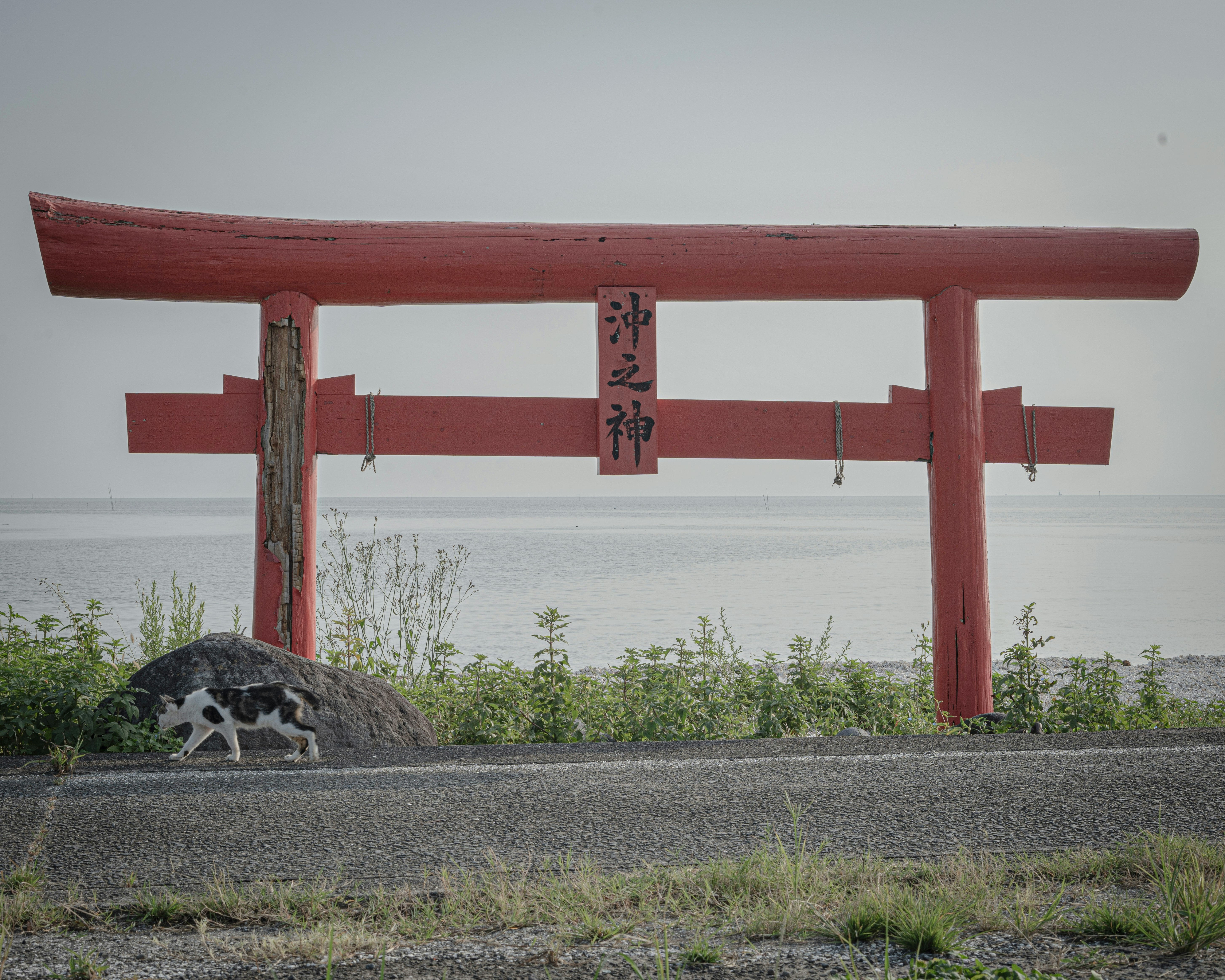 vasca di pietra con muschio davanti a un torii