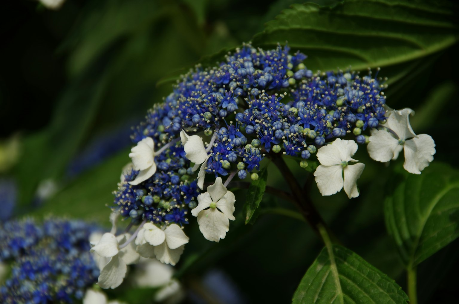 青い花と白い花が混ざった美しい植物