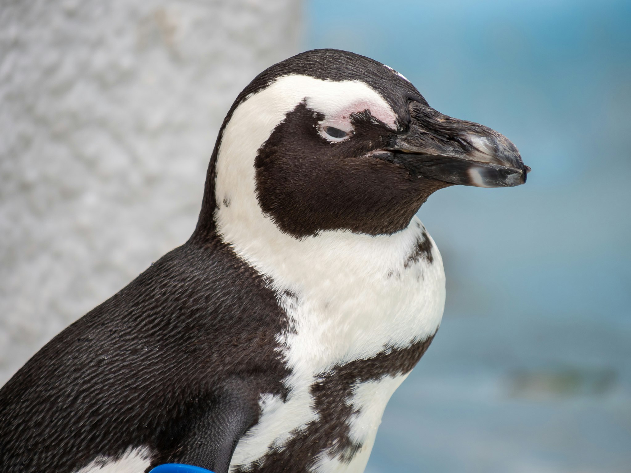 アフリカペンギンの横顔アップ