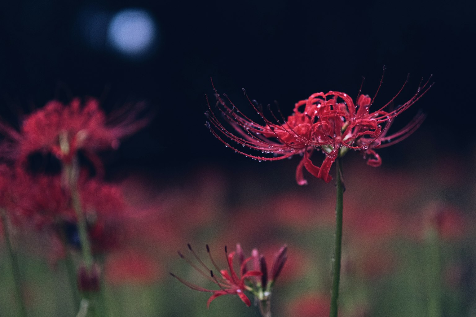 Hermoso paisaje de lirios araña rojos brillando con rocío