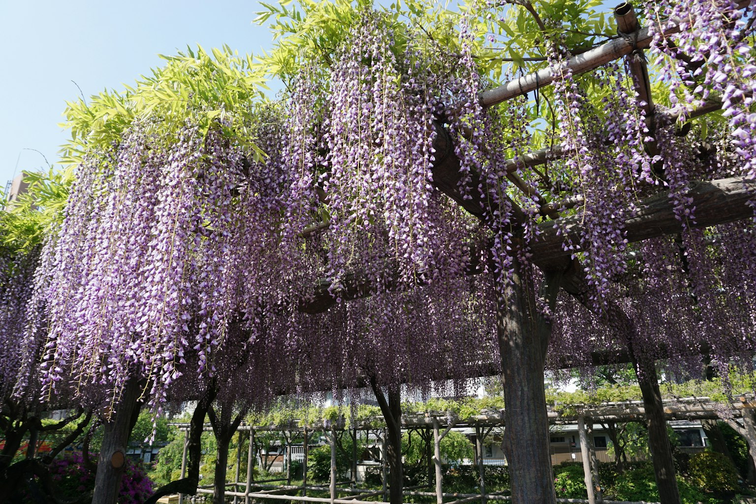 Cảnh đẹp của hoa glycine tím rủ xuống