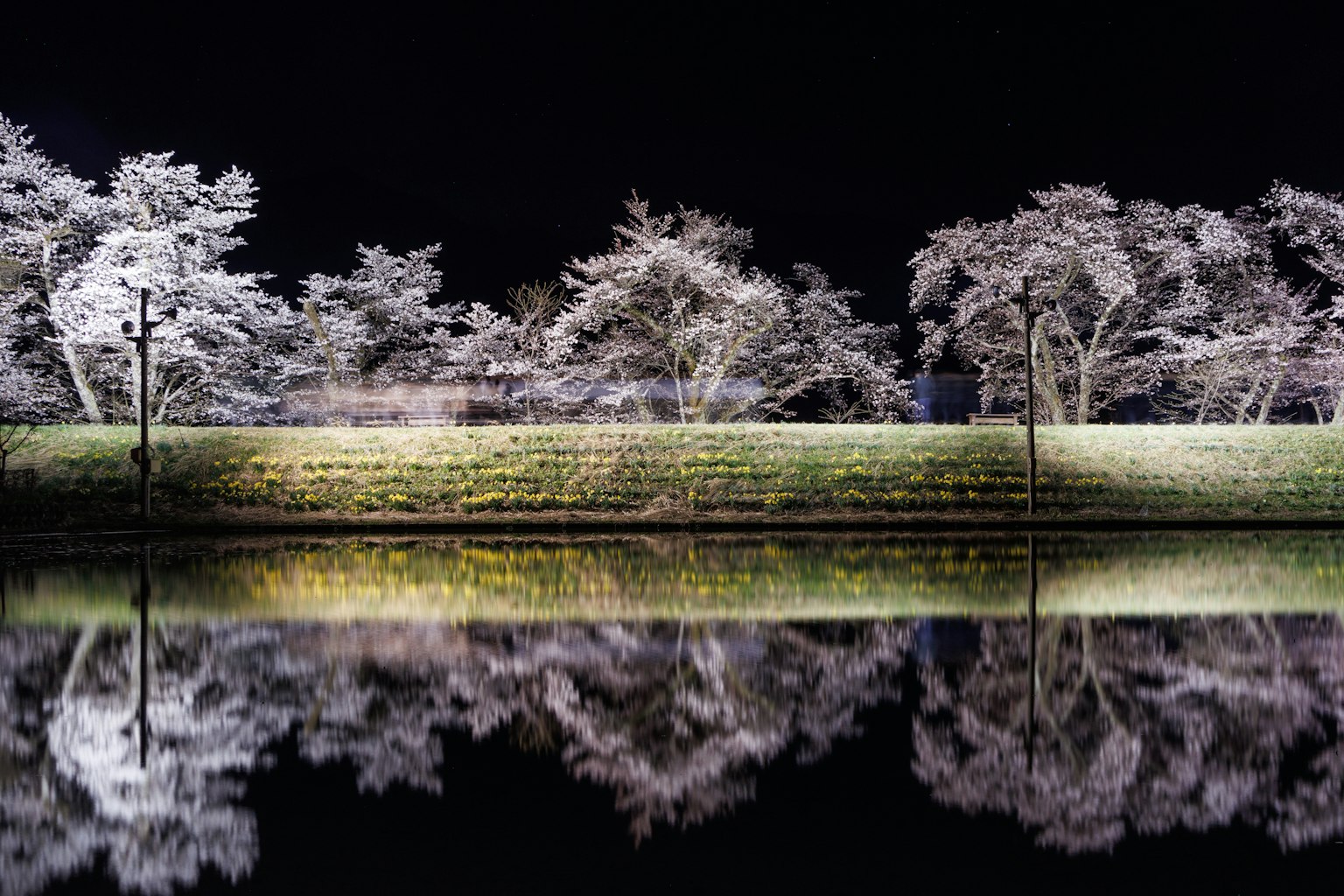 Bellissimo paesaggio di alberi bianchi riflessi in un lago tranquillo di notte
