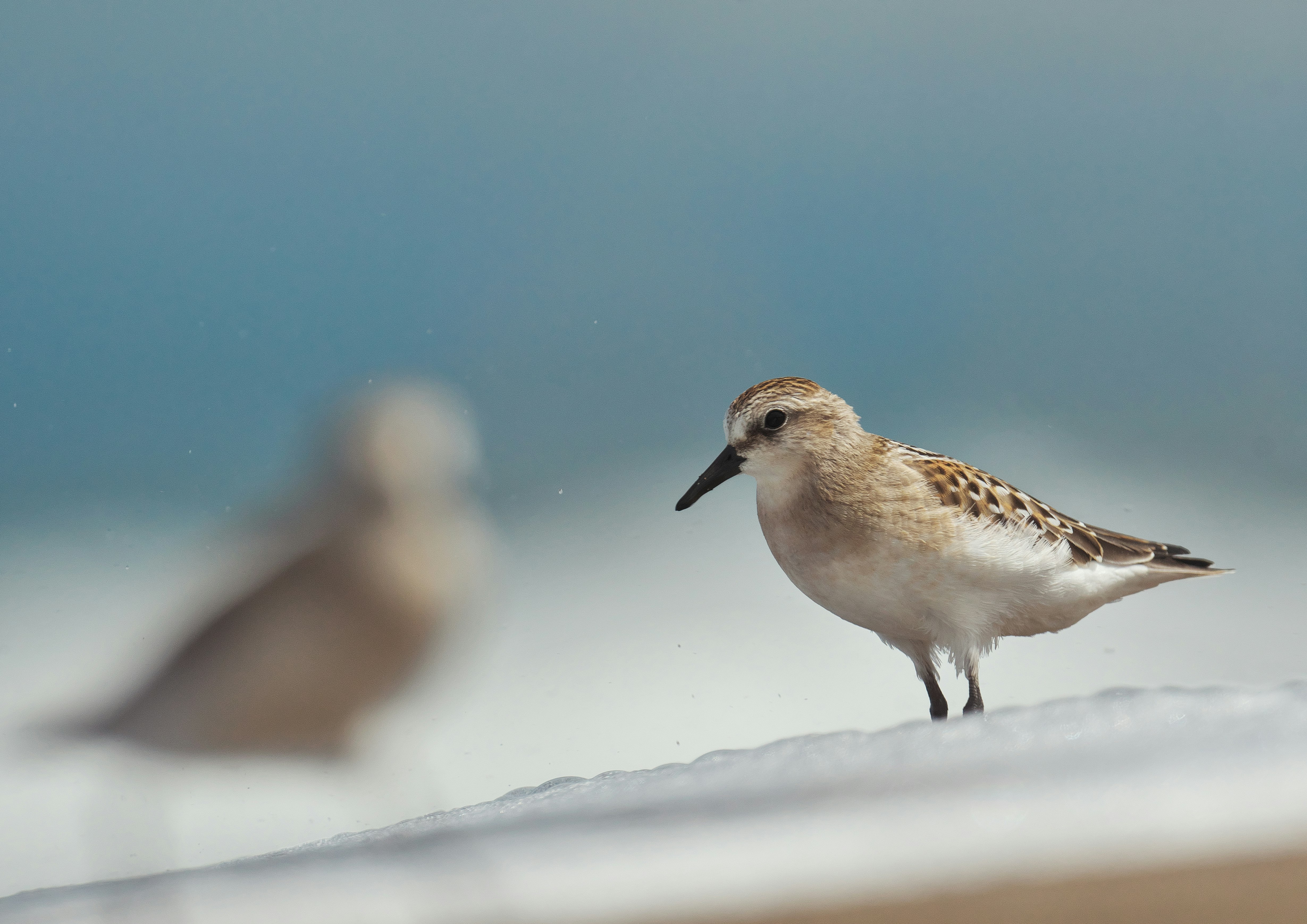 砂浜の上を歩く小鳥と背景の鳥