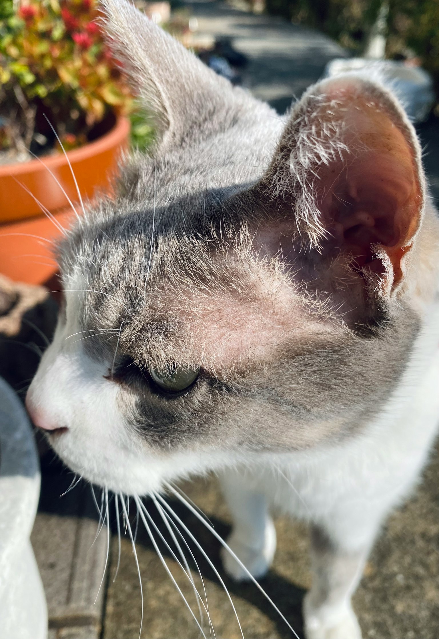 一只在阳光下休息的猫，白色和灰色的毛发