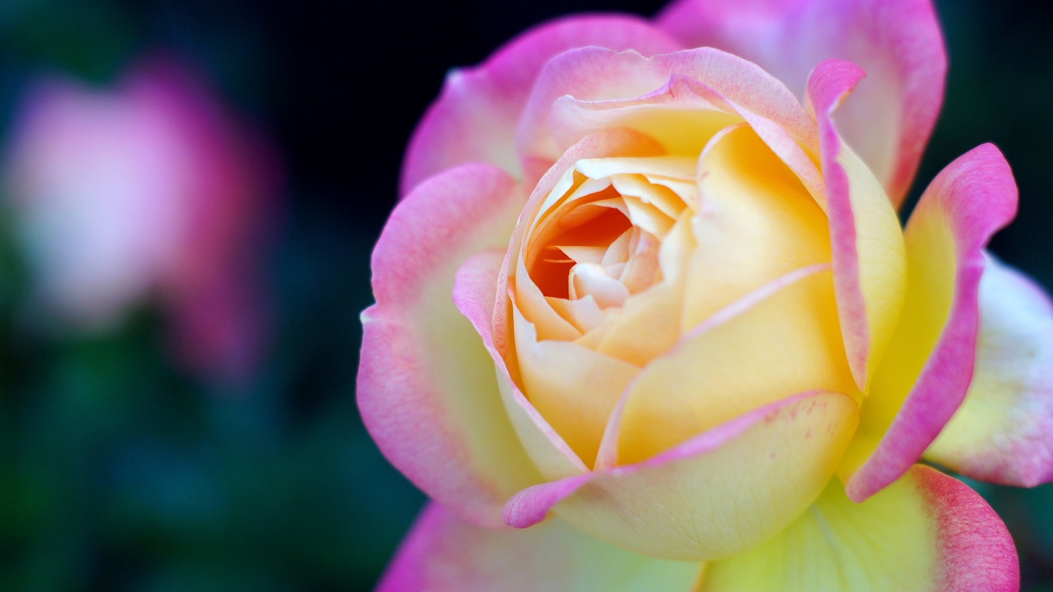 Close-up bunga mawar merah muda dan kuning