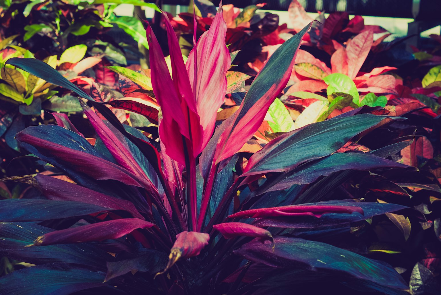 Una planta vibrante con hojas rojas en el centro rodeada de follaje verde