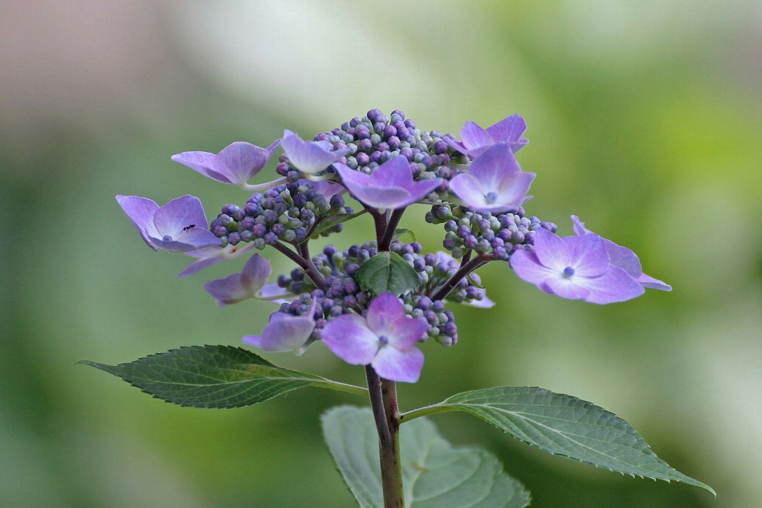 Primo piano di una pianta con fiori viola su sfondo verde