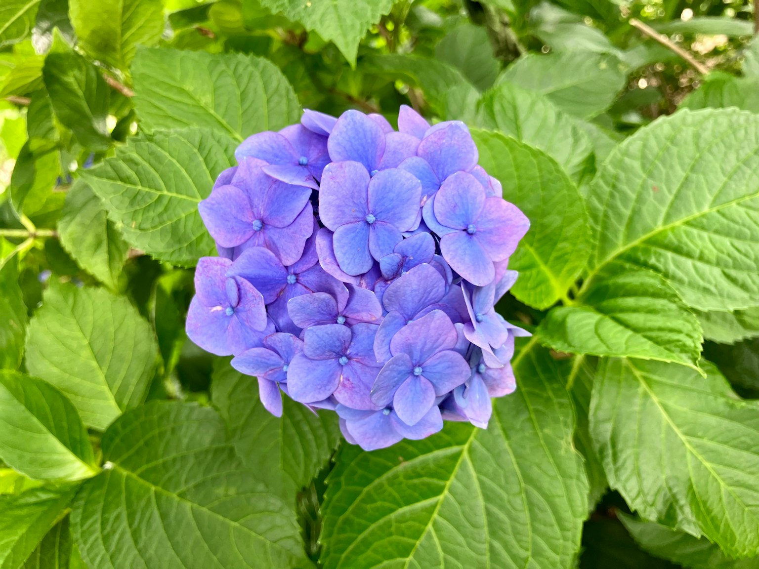 Un grupo de flores de hortensia azul-púrpura rodeadas de hojas verdes