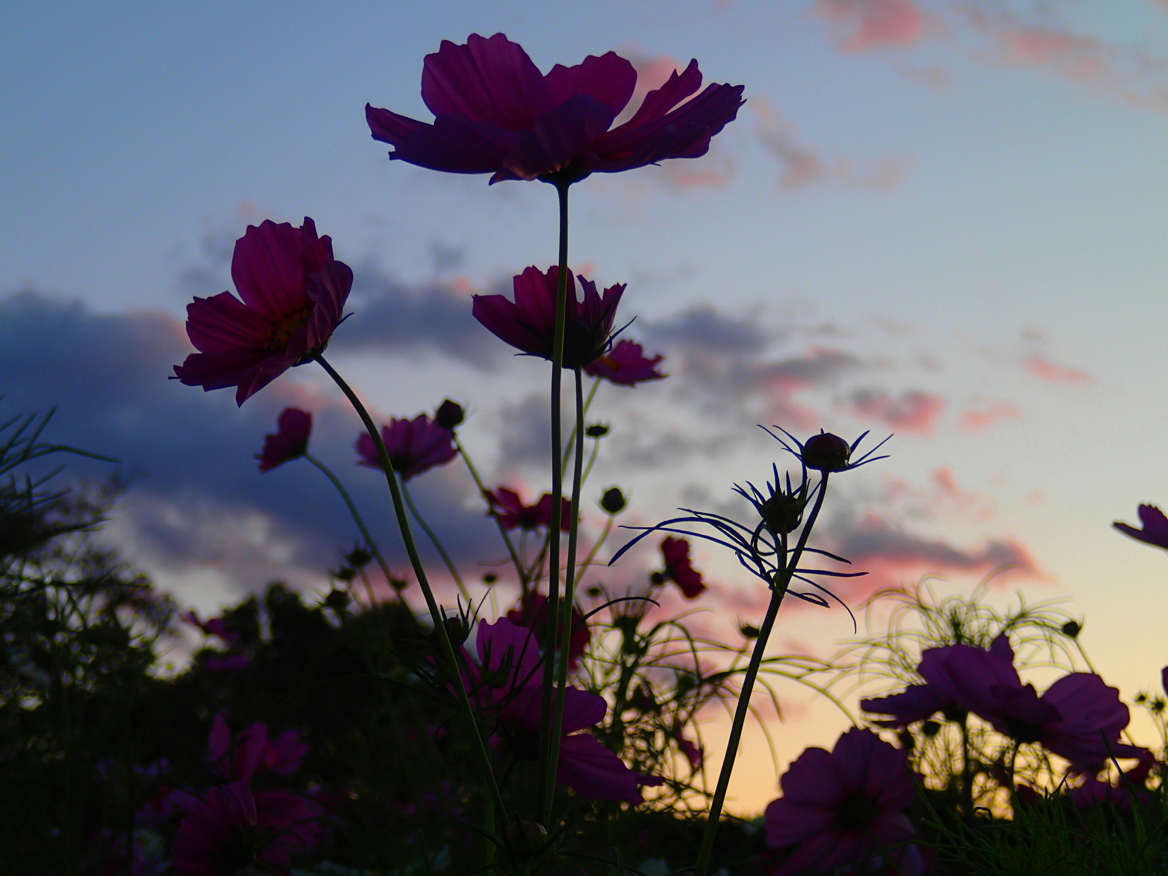 夕暮れの空を背景に咲く紫のコスモス