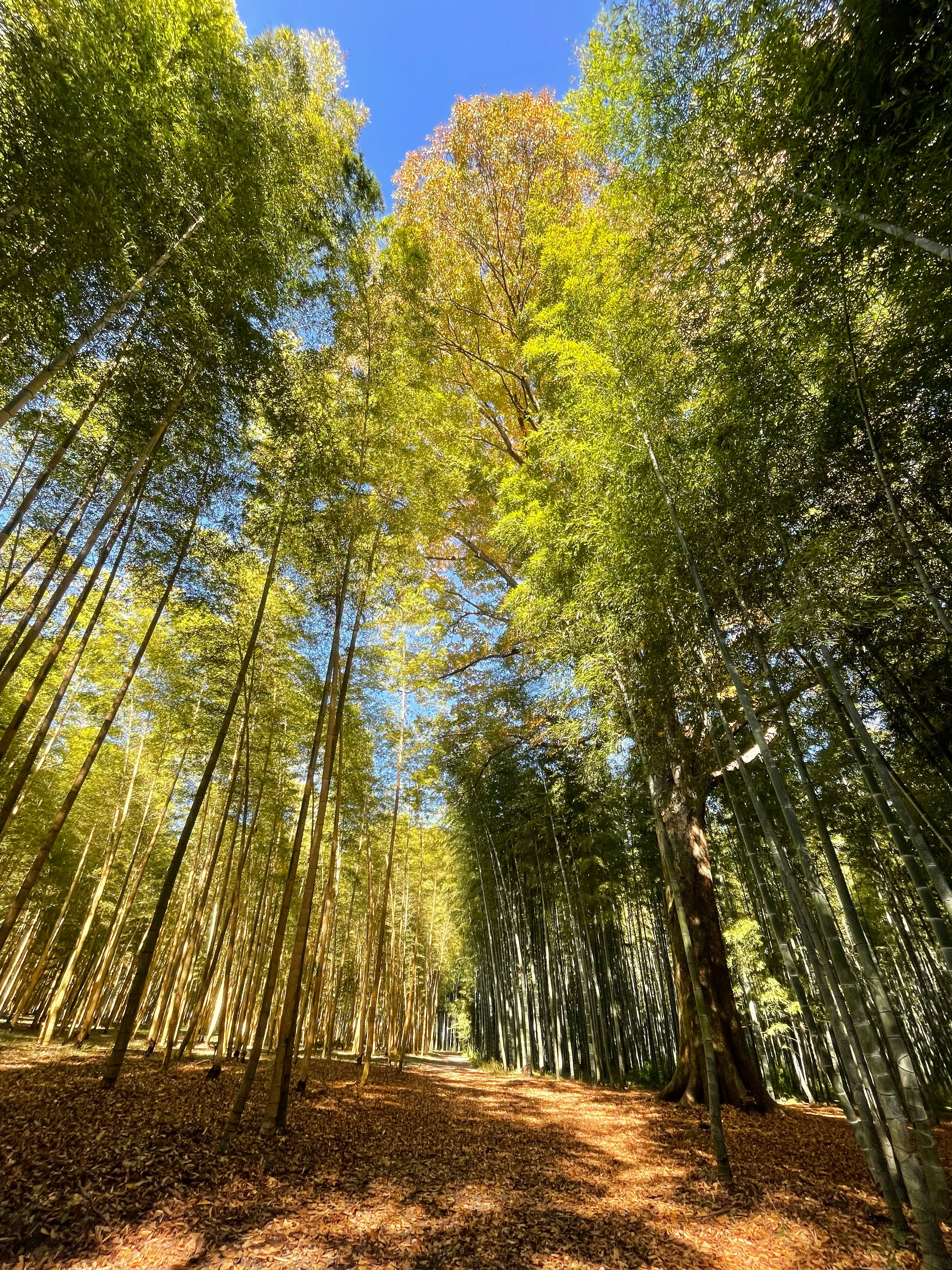 sentiero nel bosco con raggi di sole tra gli alberi