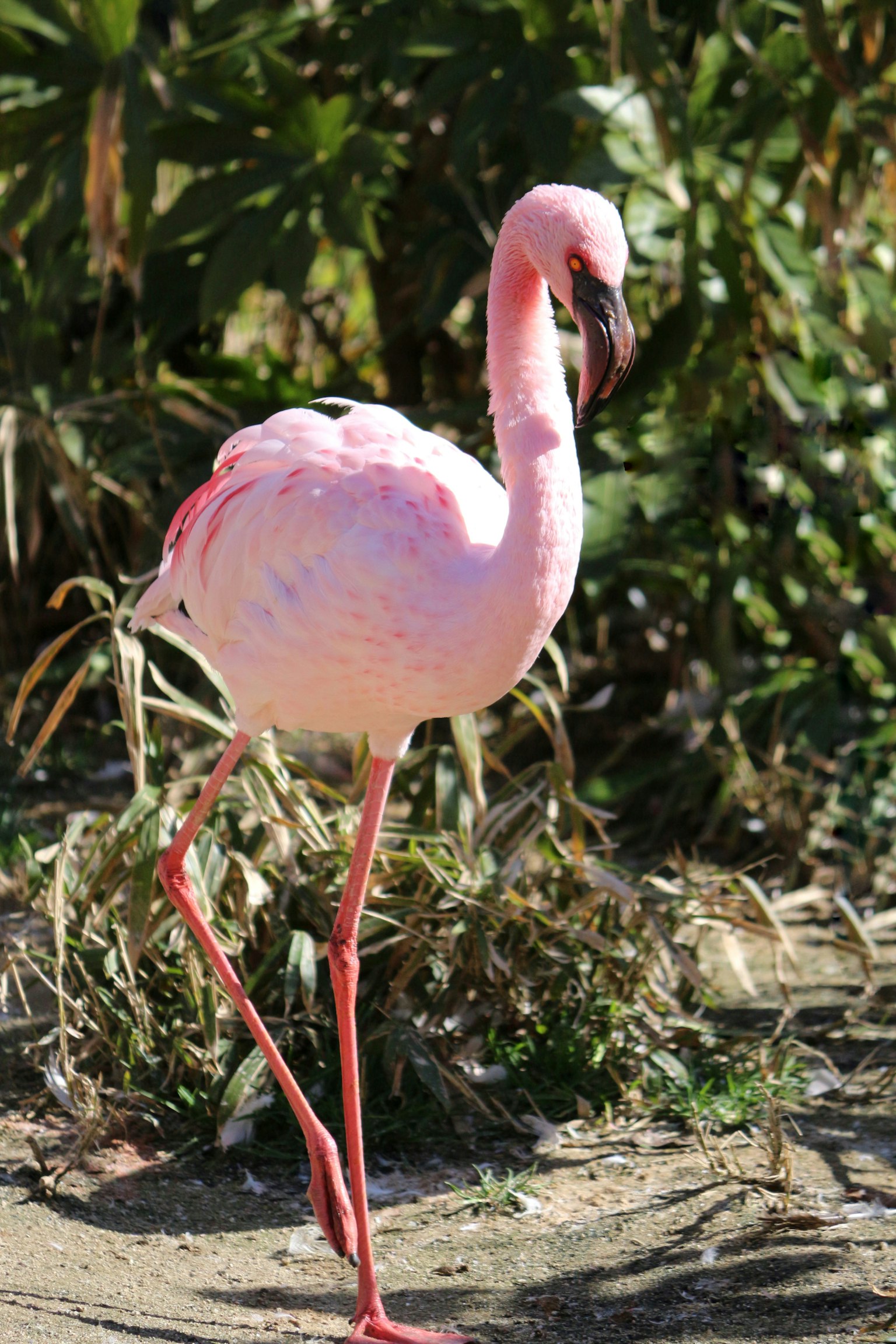 Flamant rose se tenant sur une patte entouré de plantes vertes