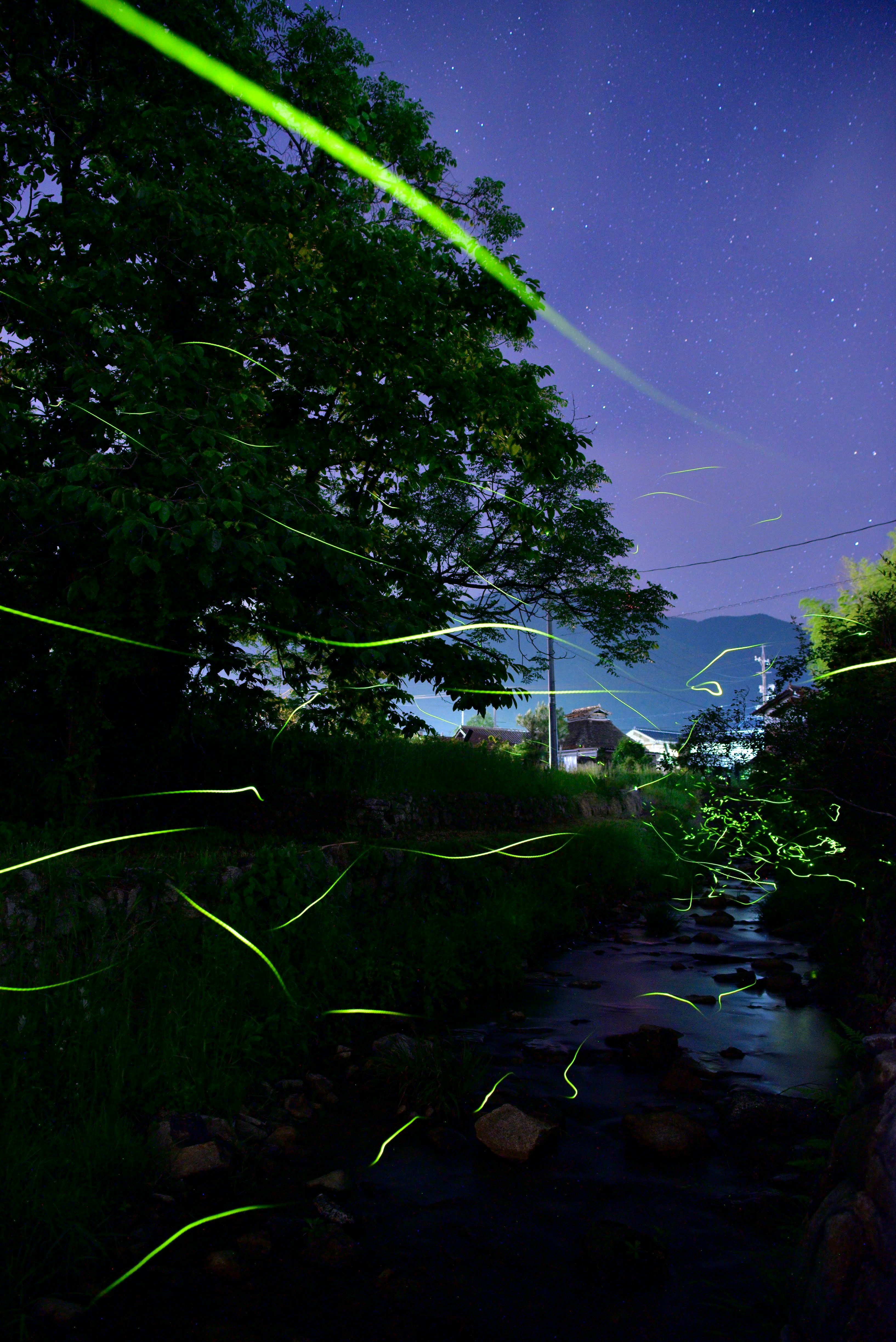 川沿いの草むらと木々のある夜の星空
