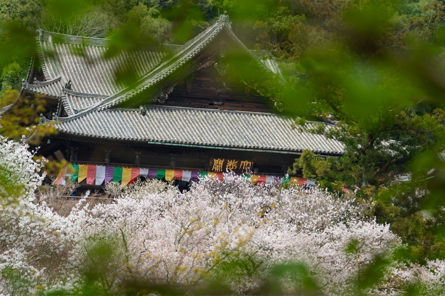 Vista de un templo rodeado de cerezos en flor banderas coloridas adornando el techo
