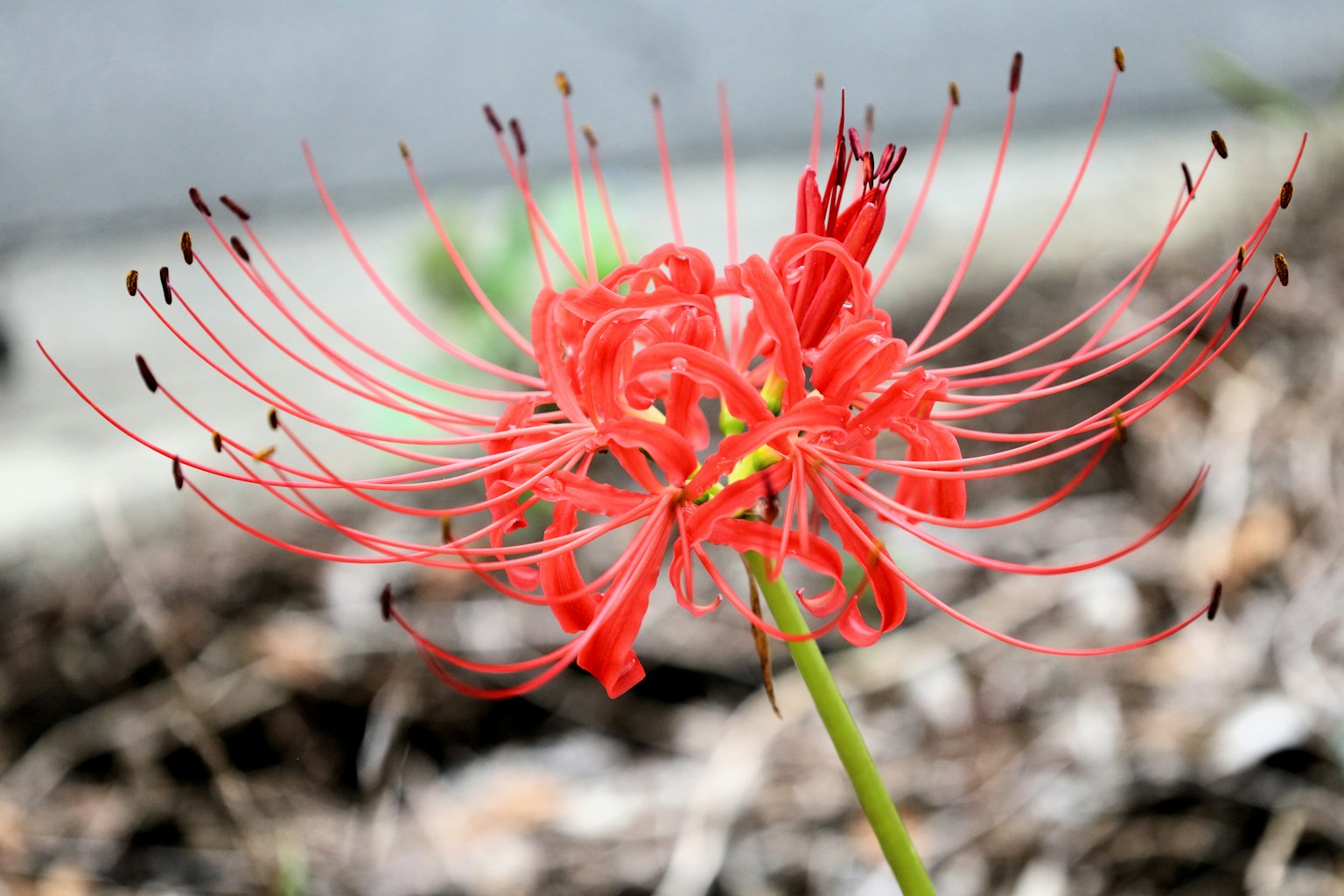 Vibrant red spider lily flower in bloom